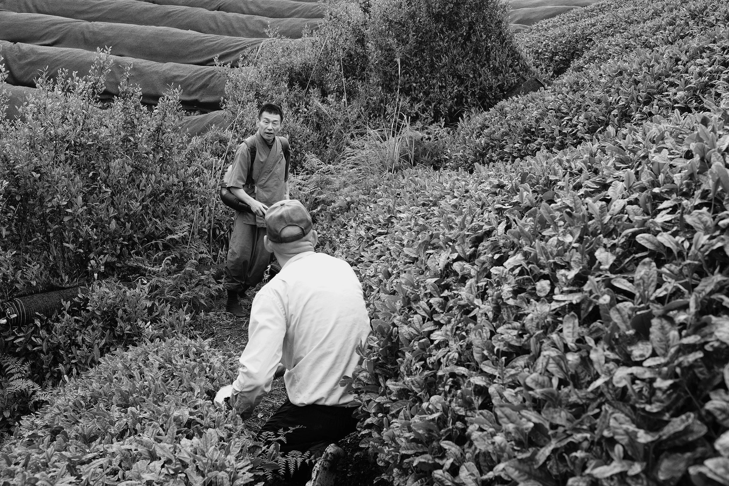 Akky and Matsu harvesting tencha