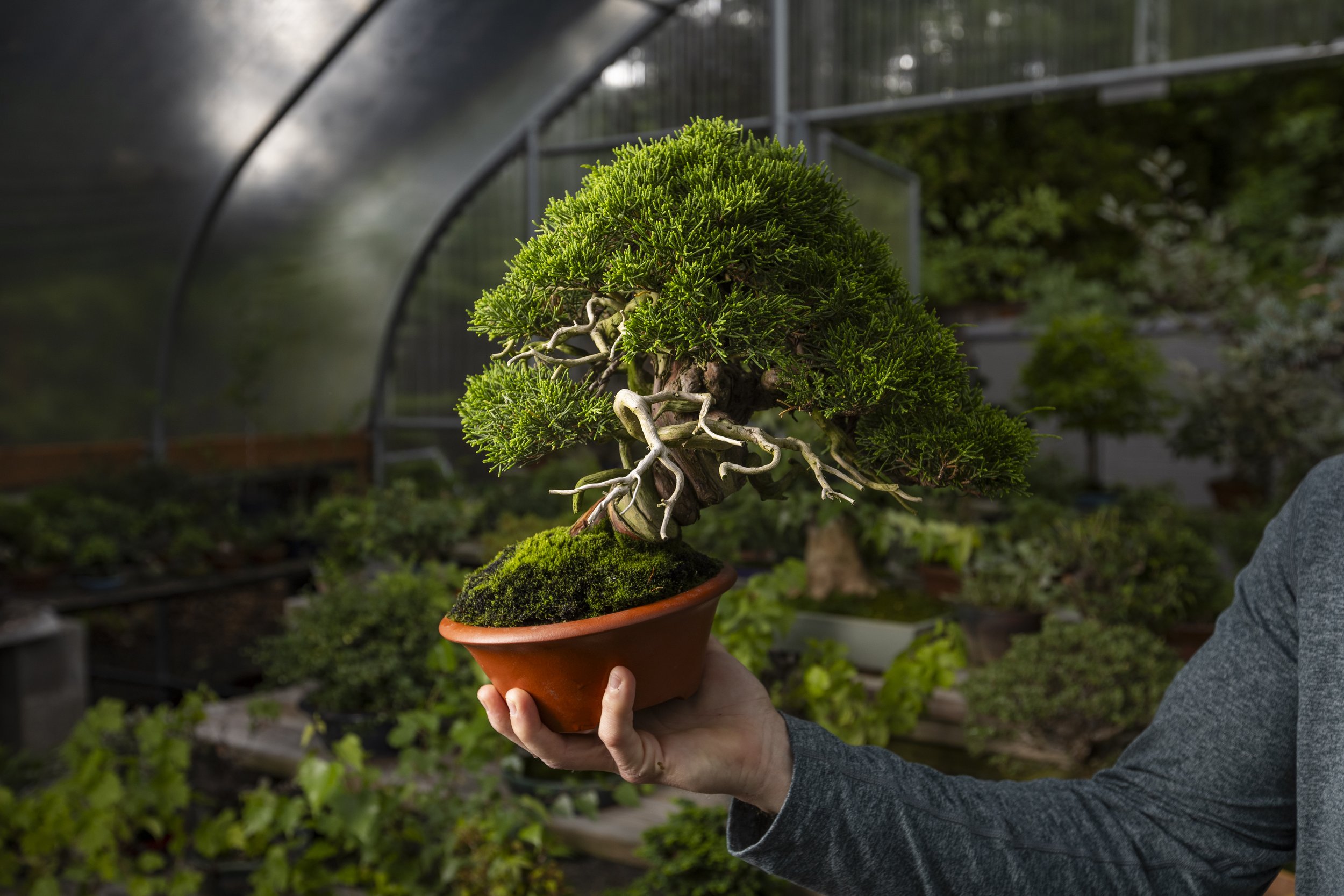 20250622_Bonsai_23.JPG