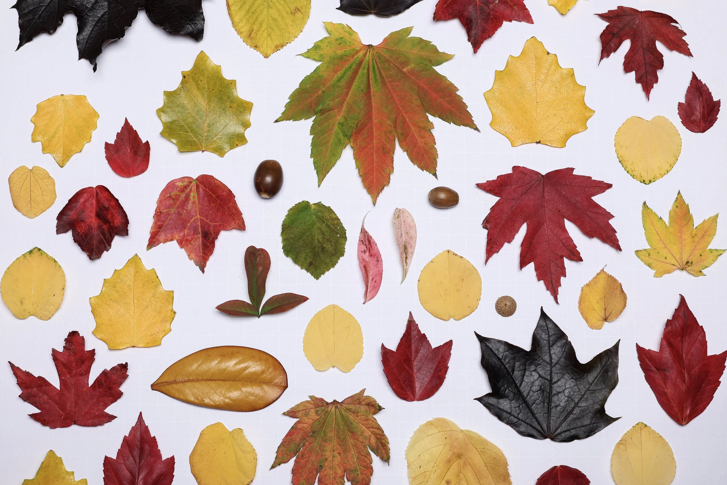 20250924_HomeStudio_251 copy.JPG