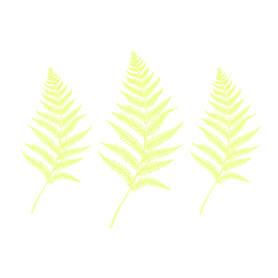  fern