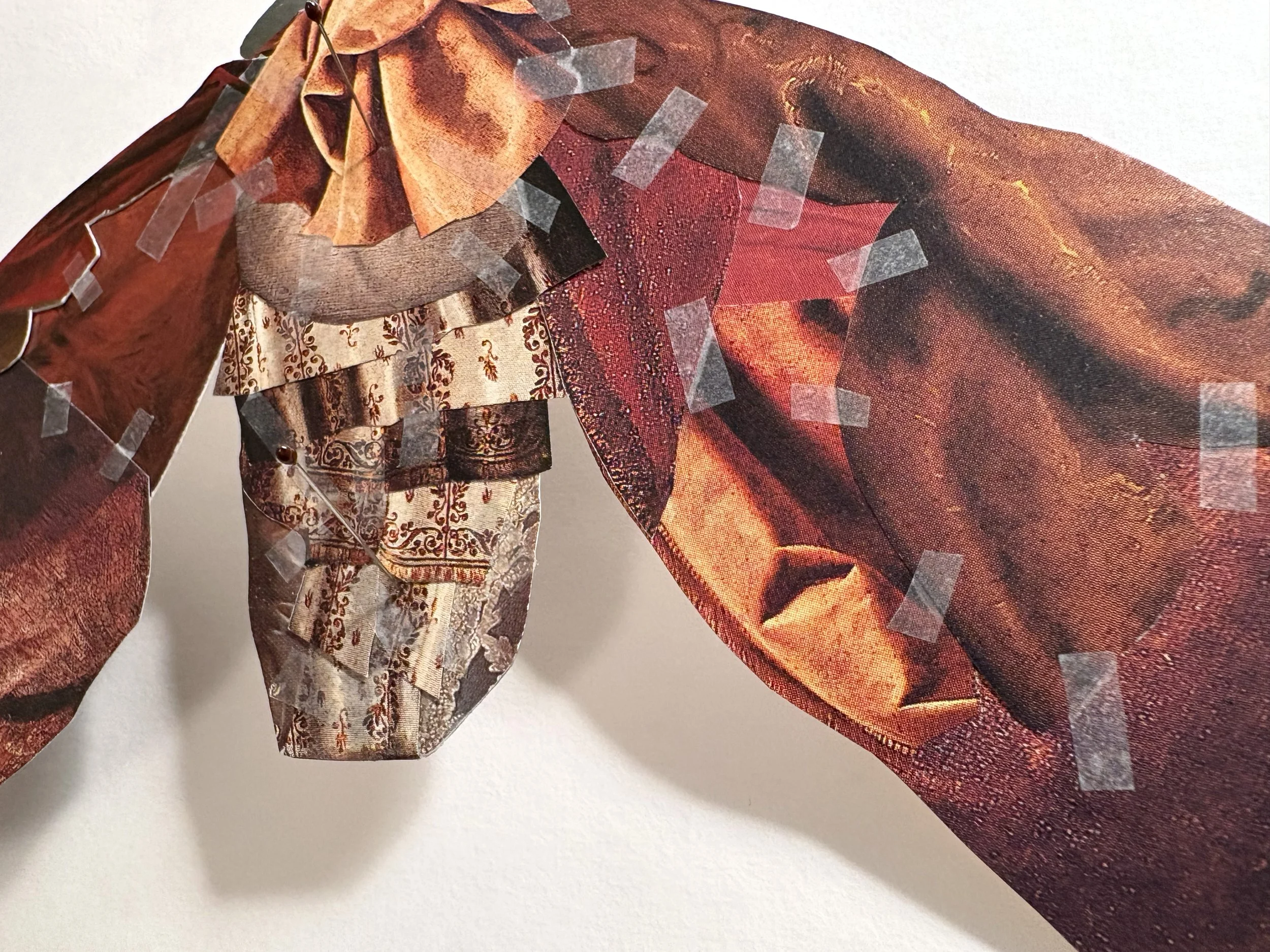 entomology box 07 details.jpg