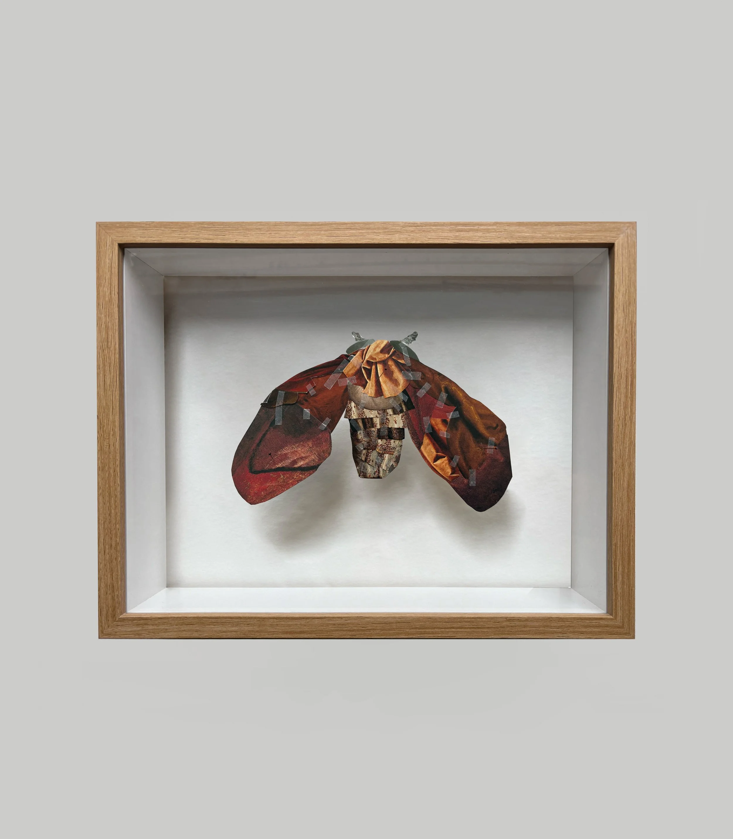 Entomology Box 07, 2025 (23 cm x 29,5 cm x 6,5 cm) - Collage on tissue paper assembled in a wooden box
