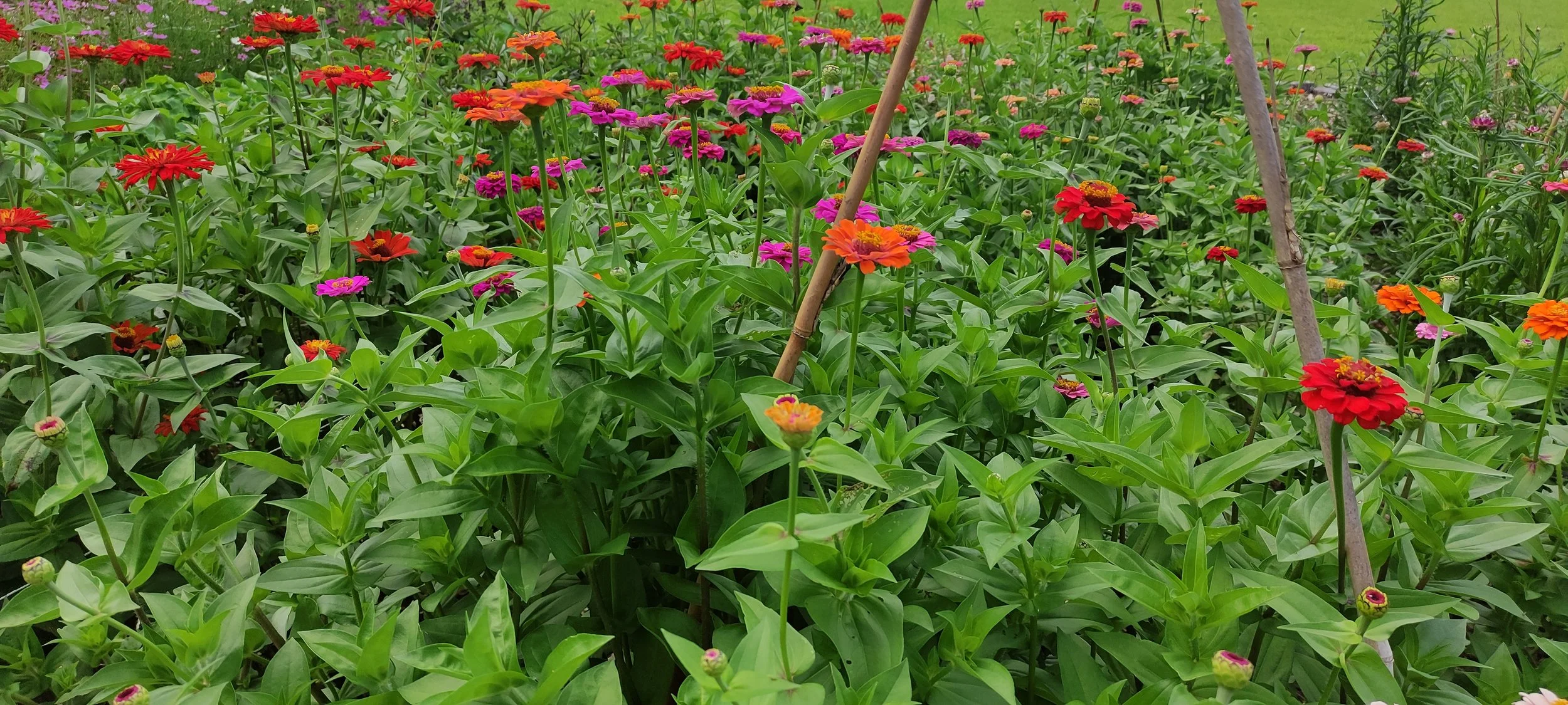 A lush garden filled with colorful zinnia flowers in shades of red, orange, pink, and purple amid green foliage, supported by bamboo stakes.