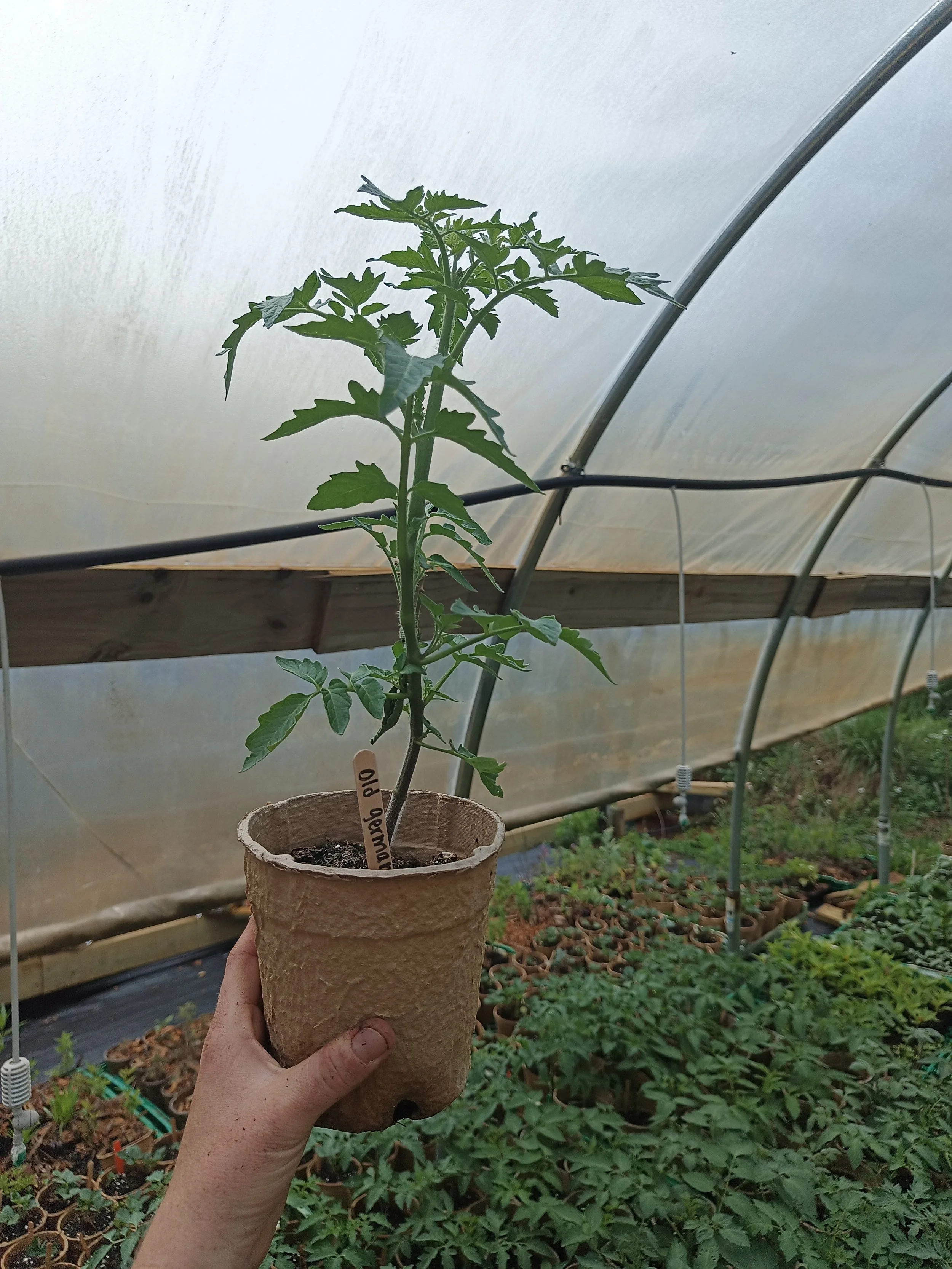 A person holding a small potted tomato plant inside a greenhouse.