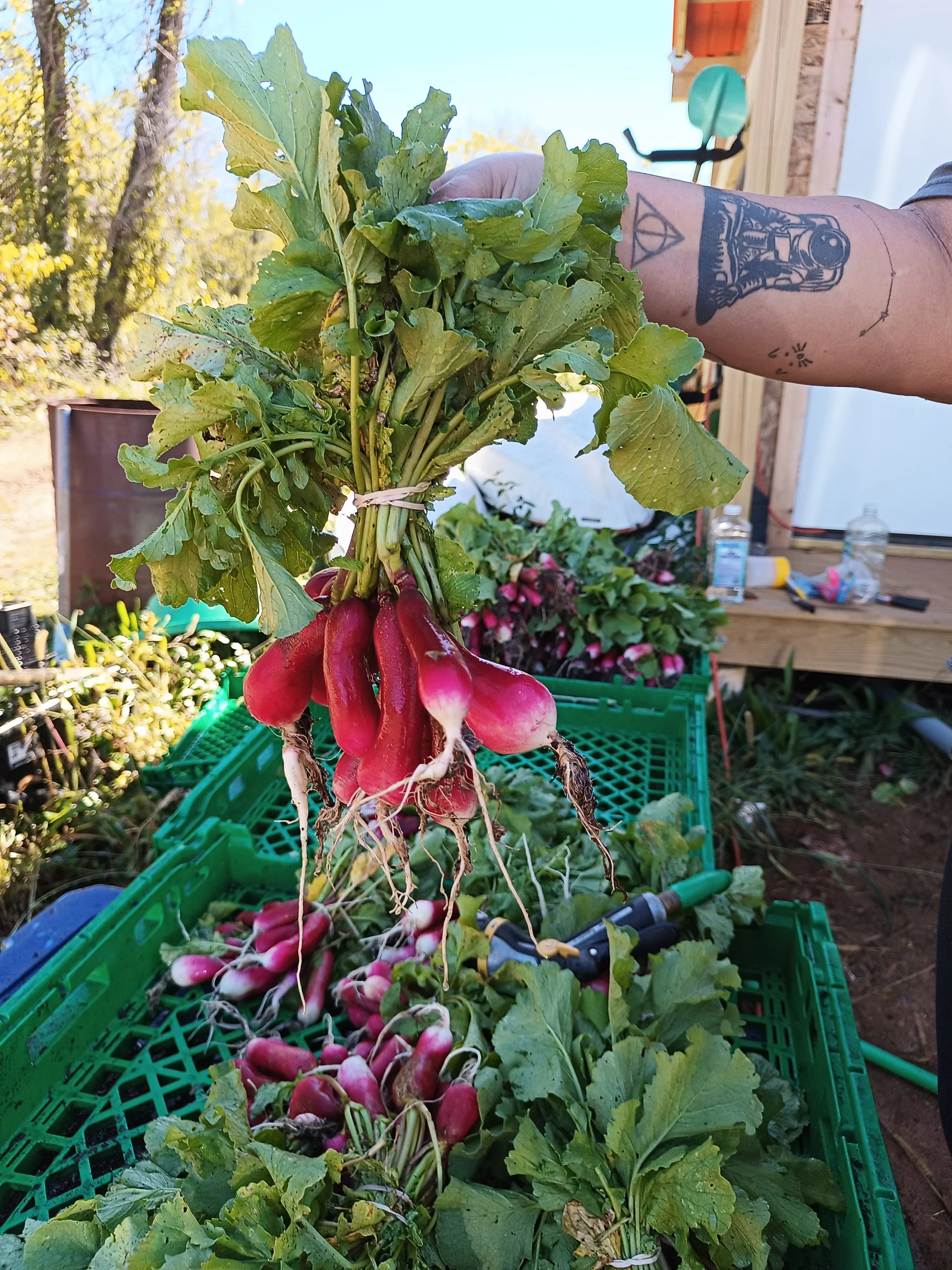 Person holding freshly harvested radishes with green leaves and roots visible, in a garden or farm setting with crates and gardening tools in the background.