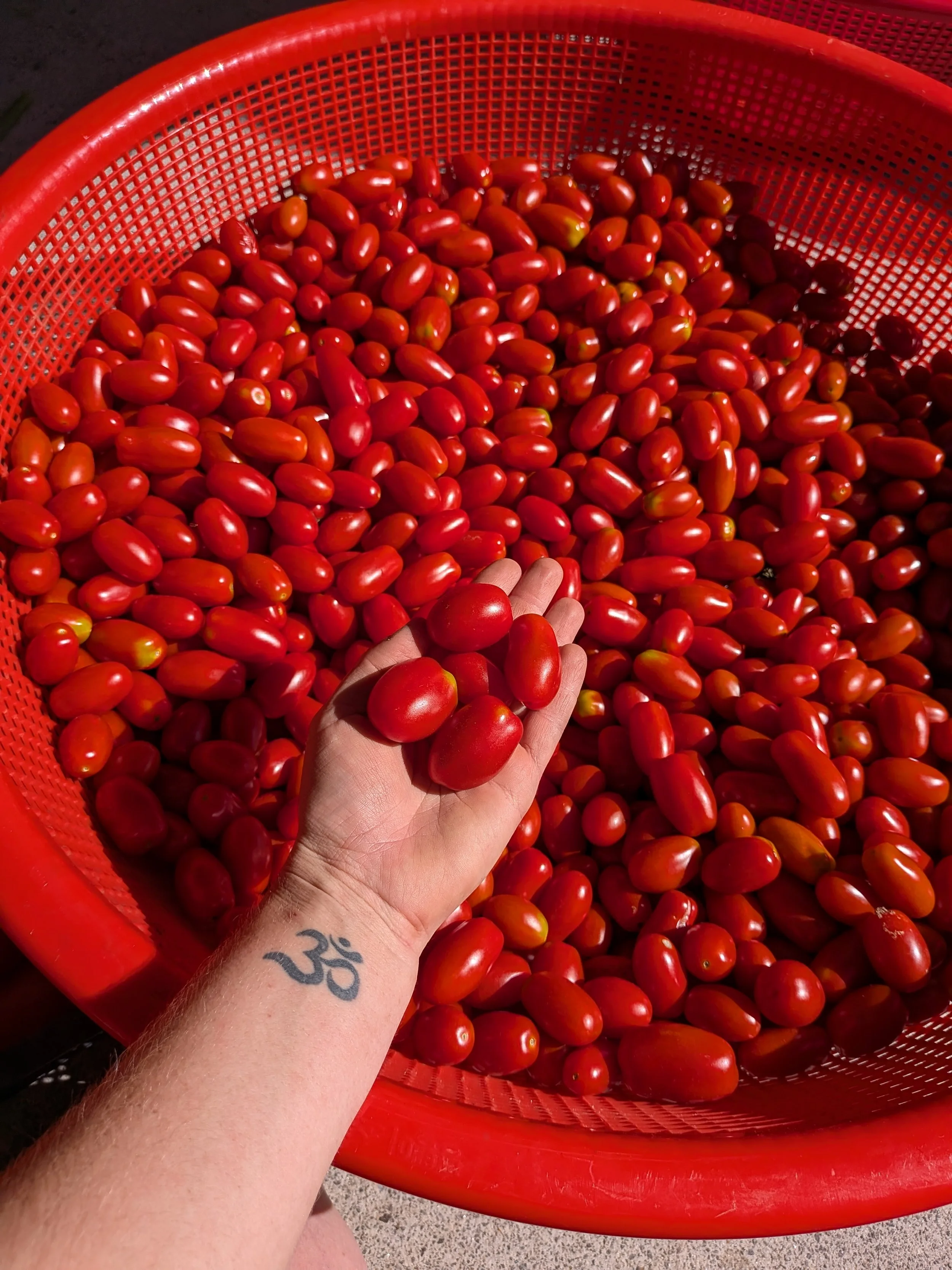 Person holding cherry tomatoes in front of large red basket filled with cherry tomatoes.