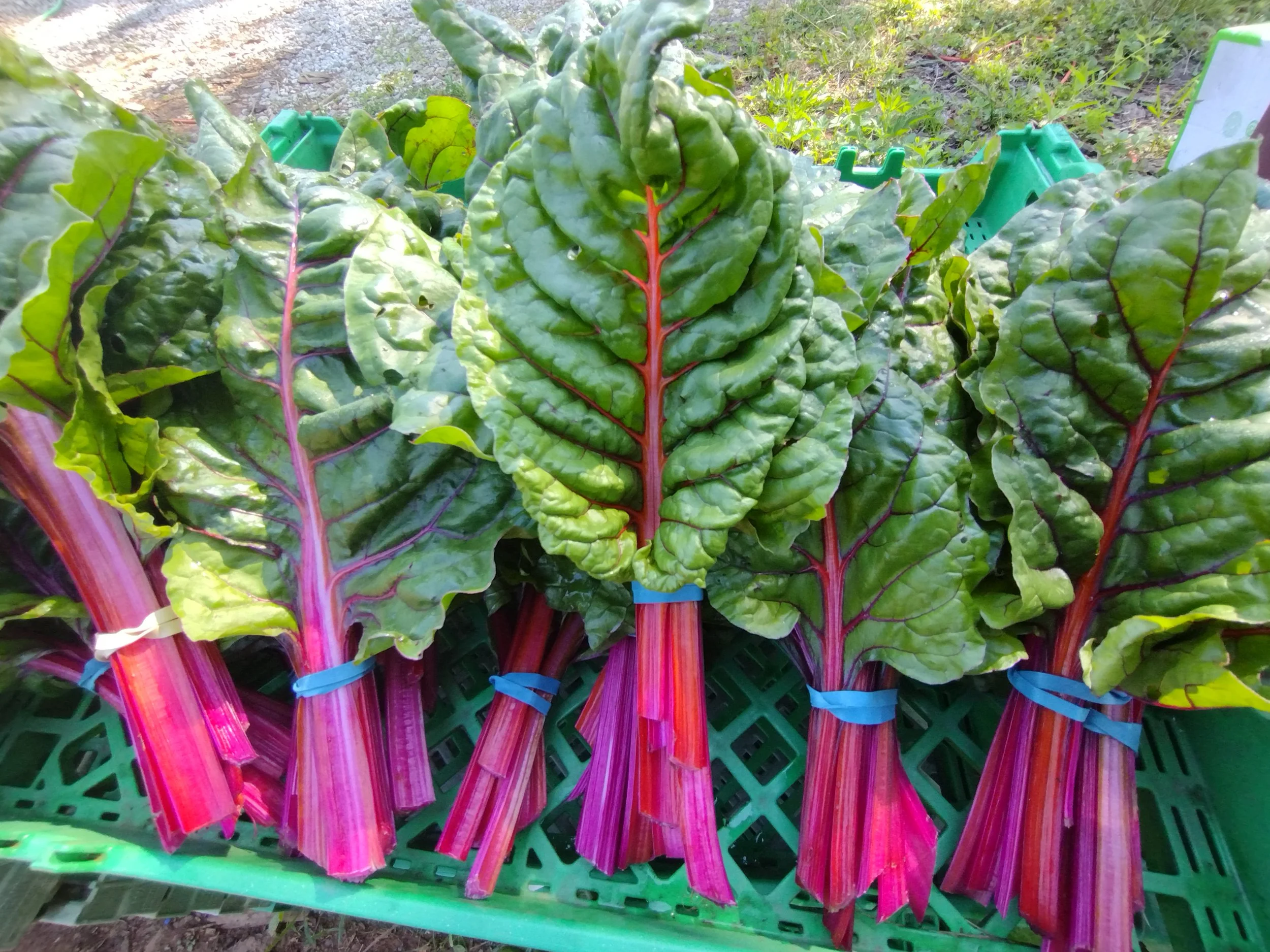 Fresh bunches of Swiss chard with vibrant green leaves and colorful pink and red stems, tied with blue rubber bands, displayed in a green plastic crate outdoors.