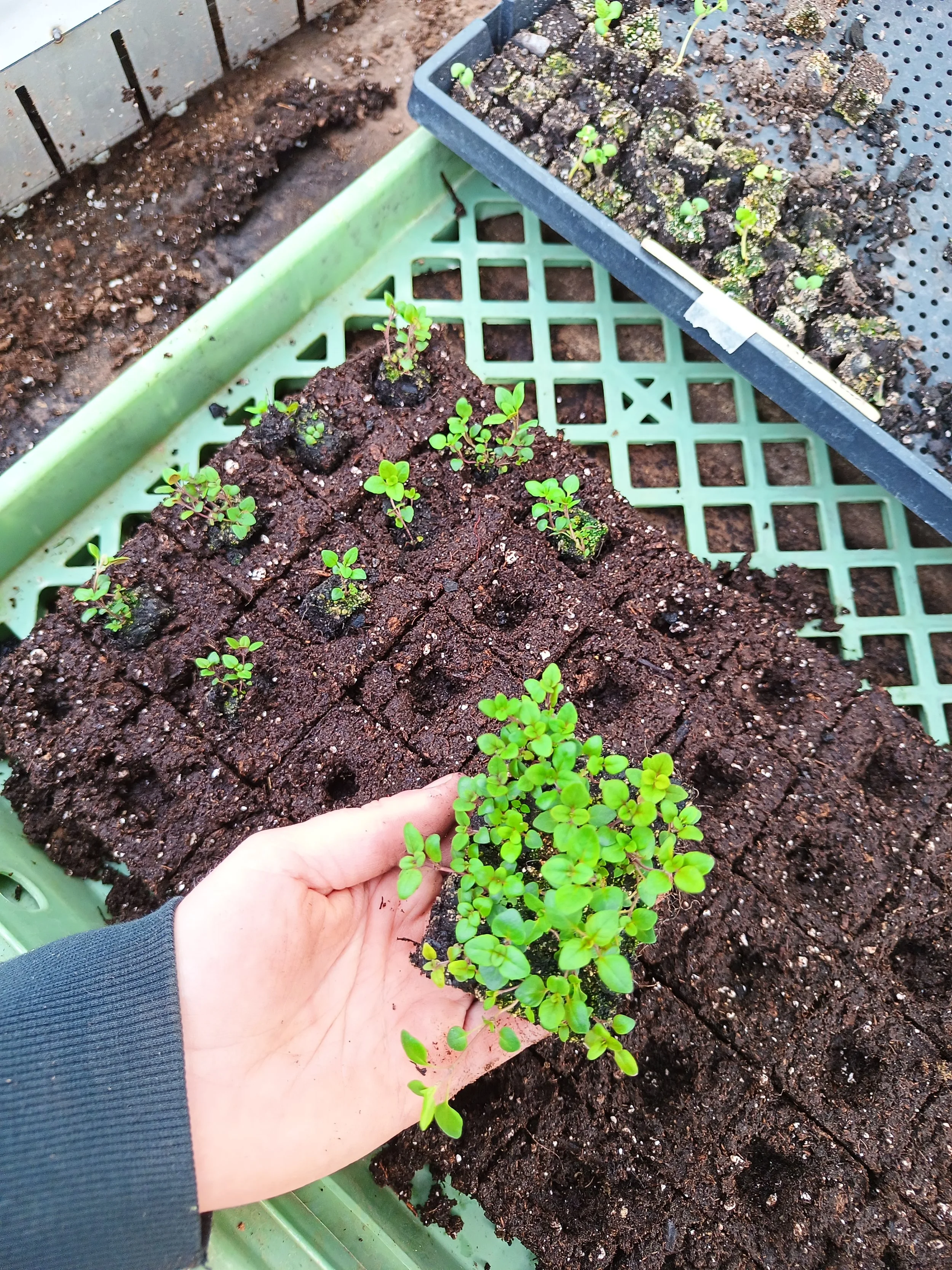 Person transplanting a small green plant into a seed tray with soil, other seedling trays and soil visible.