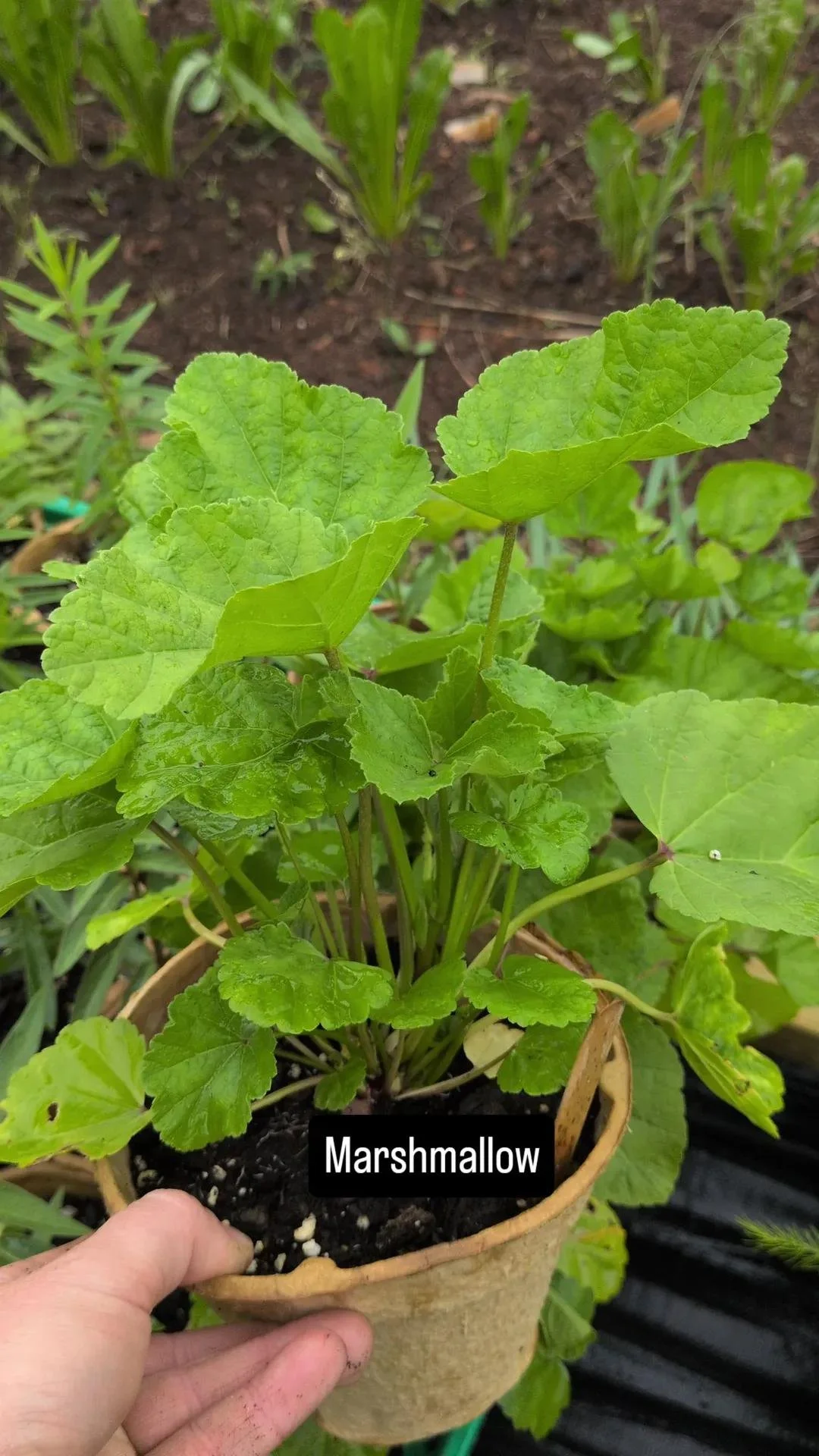 Marshmallow- Eco Potted Plant