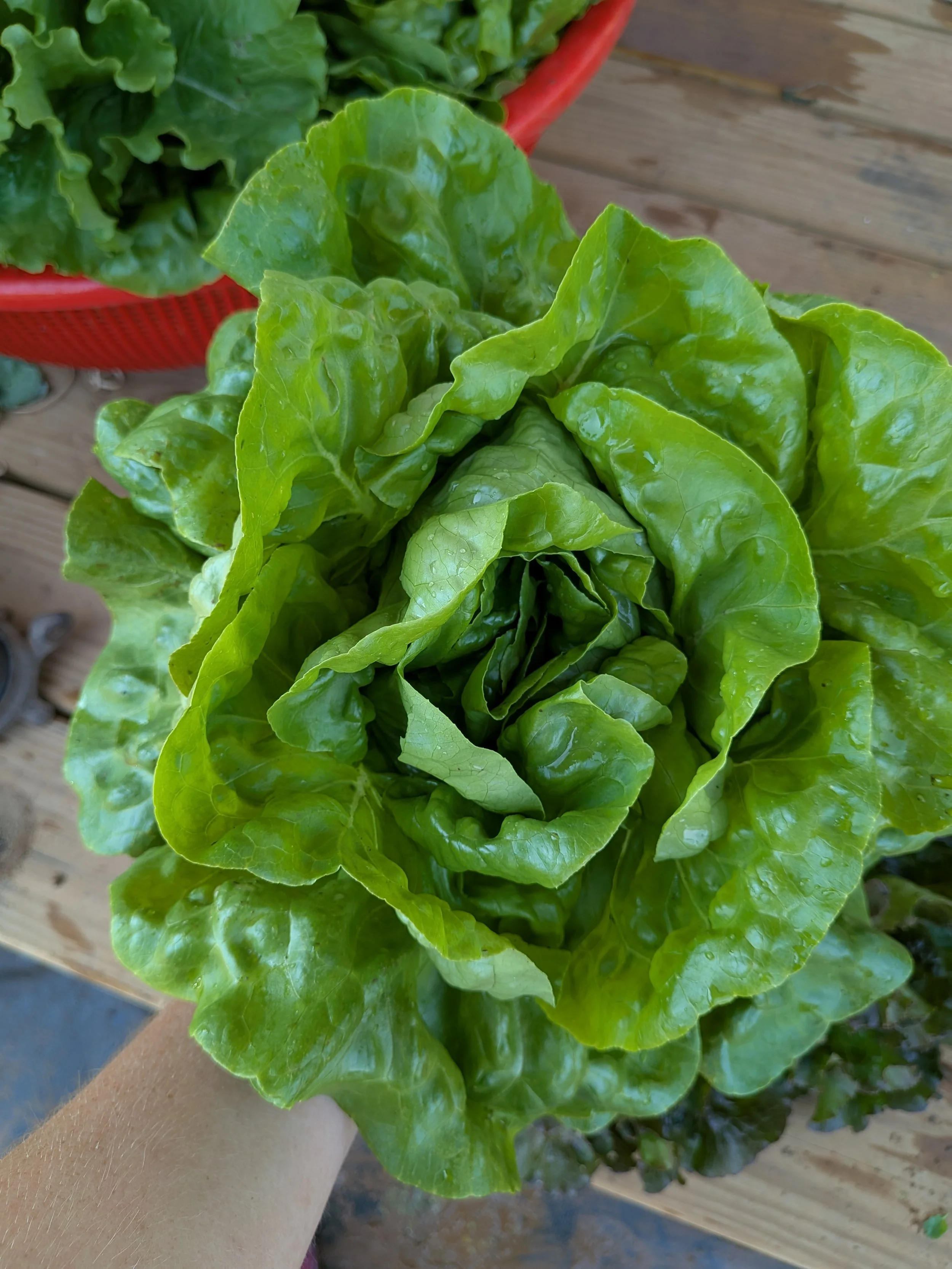 Fresh green lettuce heads on a wooden table.
