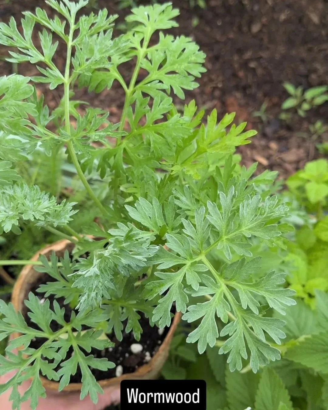 Wormwood- Eco Potted Plant