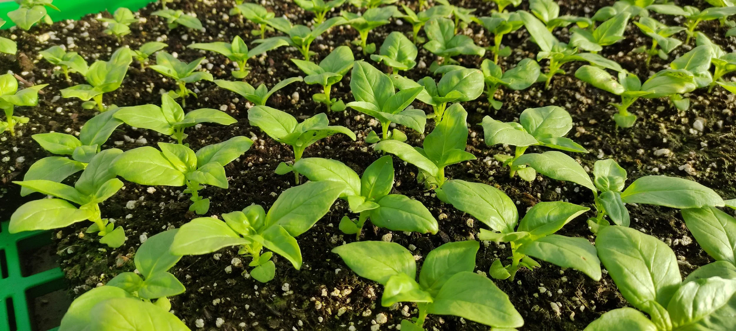Close-up of young green seedlings growing in dark soil, arranged in neat rows in a garden bed.