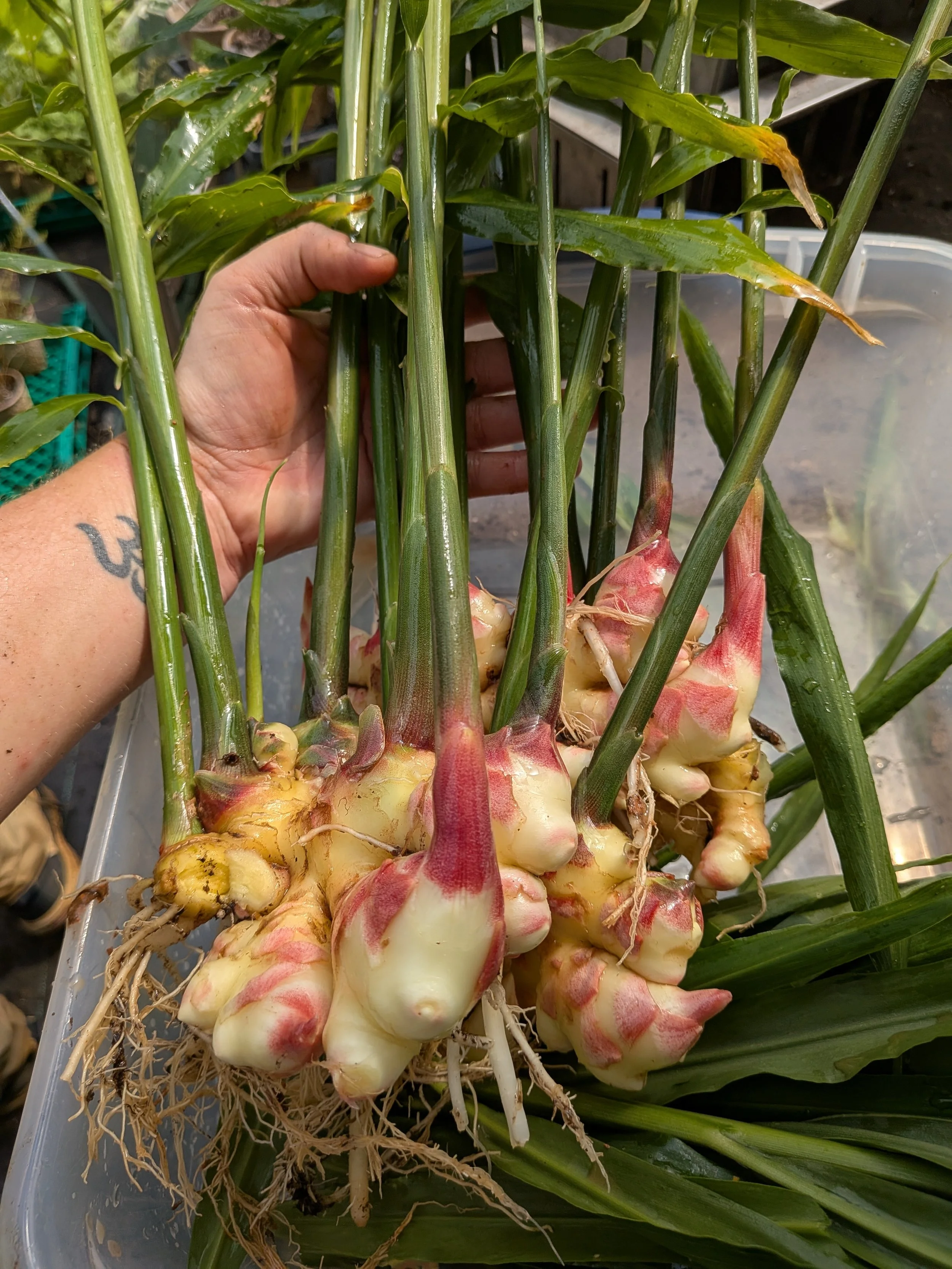 Fresh ginger roots with green leaves and long stalks in a plastic container.