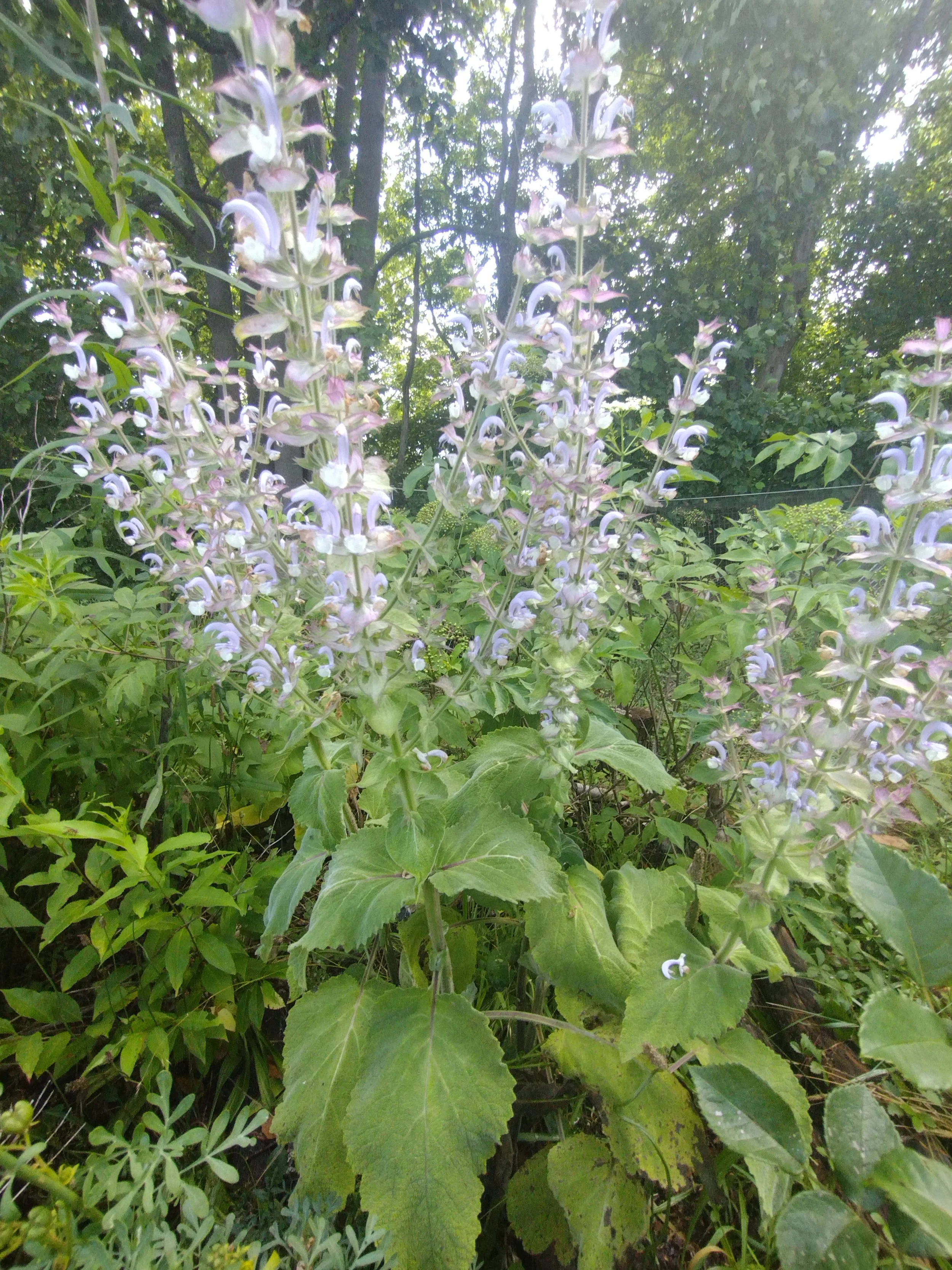 Clary Sage- Eco Potted Plant