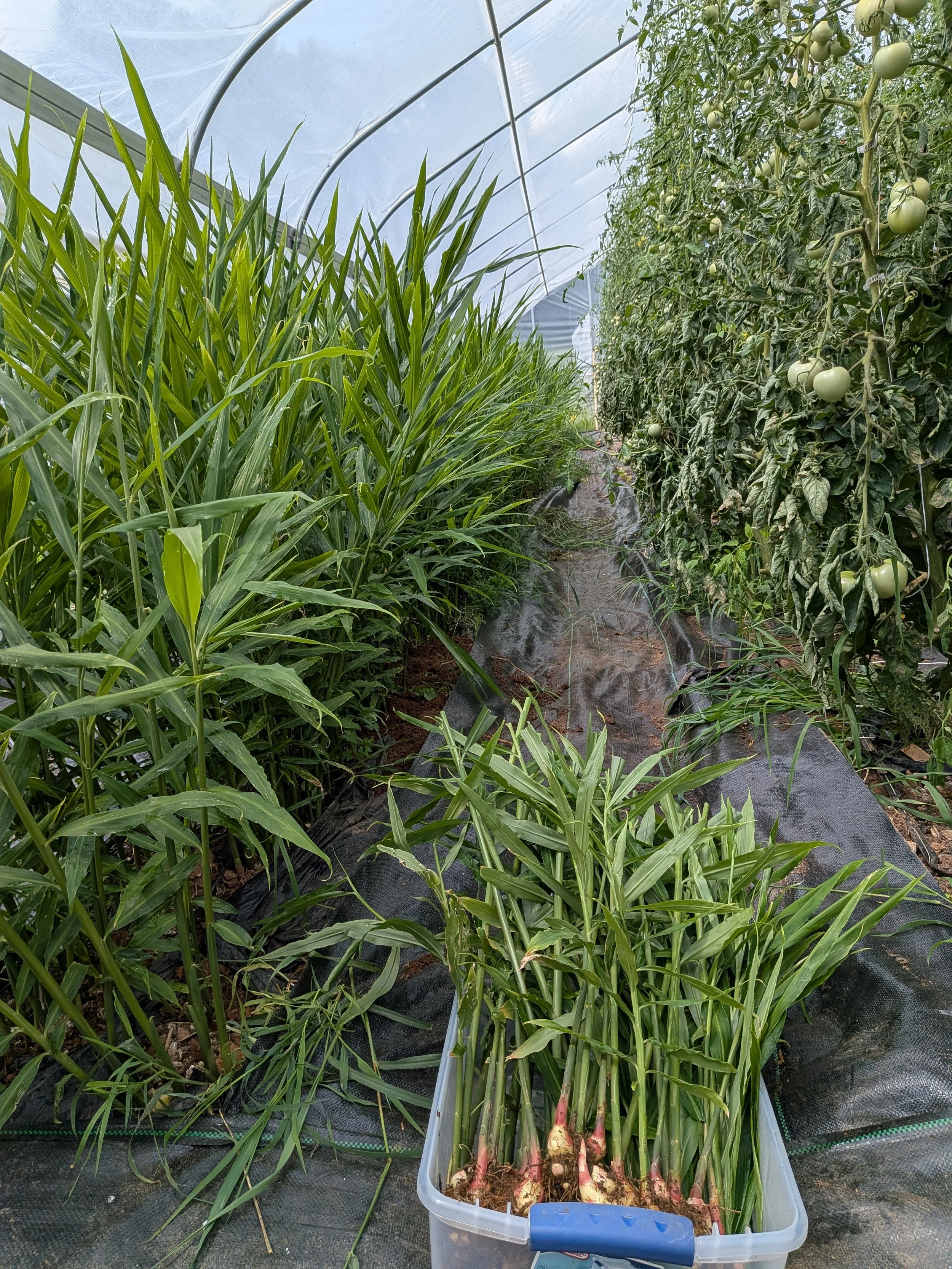 Green tomato plants growing in a greenhouse alongside a row of tall corn plants, with a container of freshly harvested green onions in the foreground.