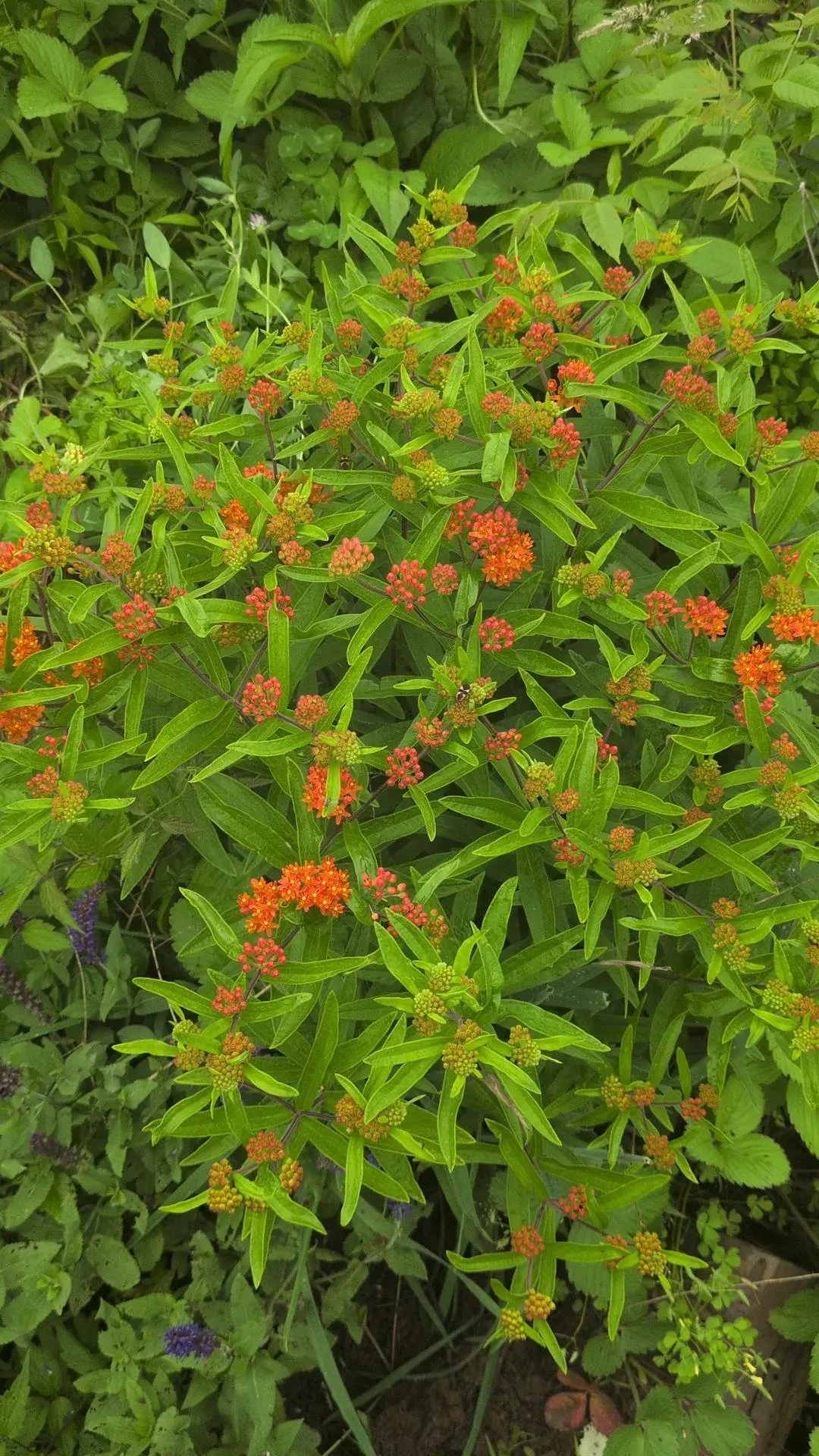Butterfly Milkweed- Eco Potted Plant