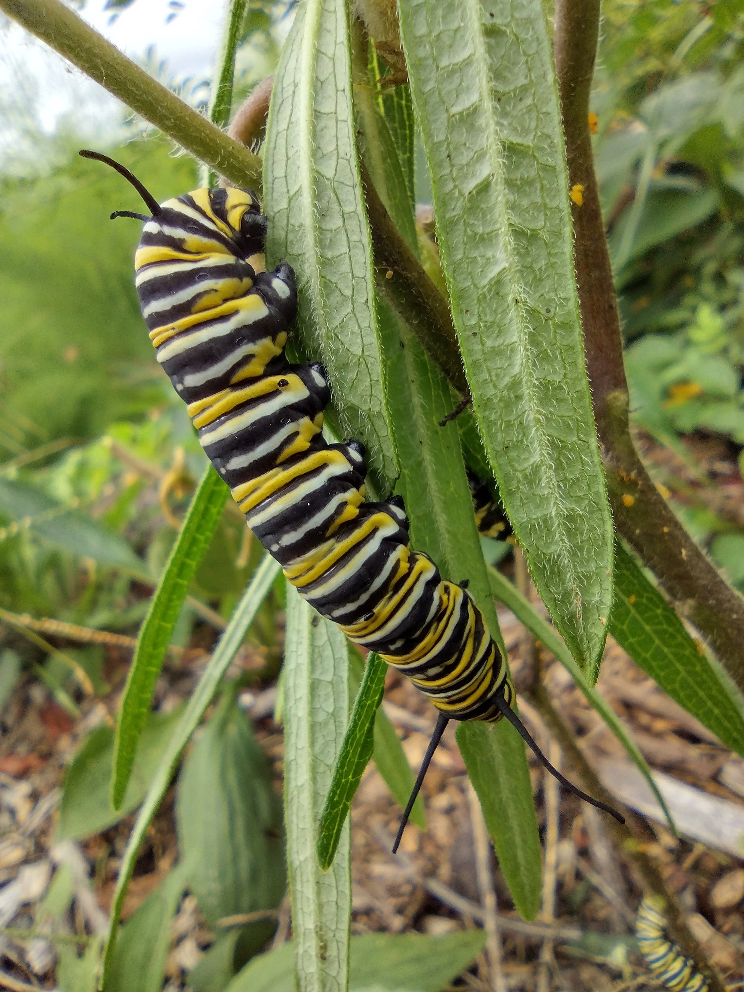 IMG_20220910_144256795_HDR (1).jpg