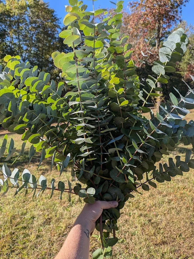 Person holding a bunch of fresh eucalyptus leaves outdoors with trees and a blue sky in the background.