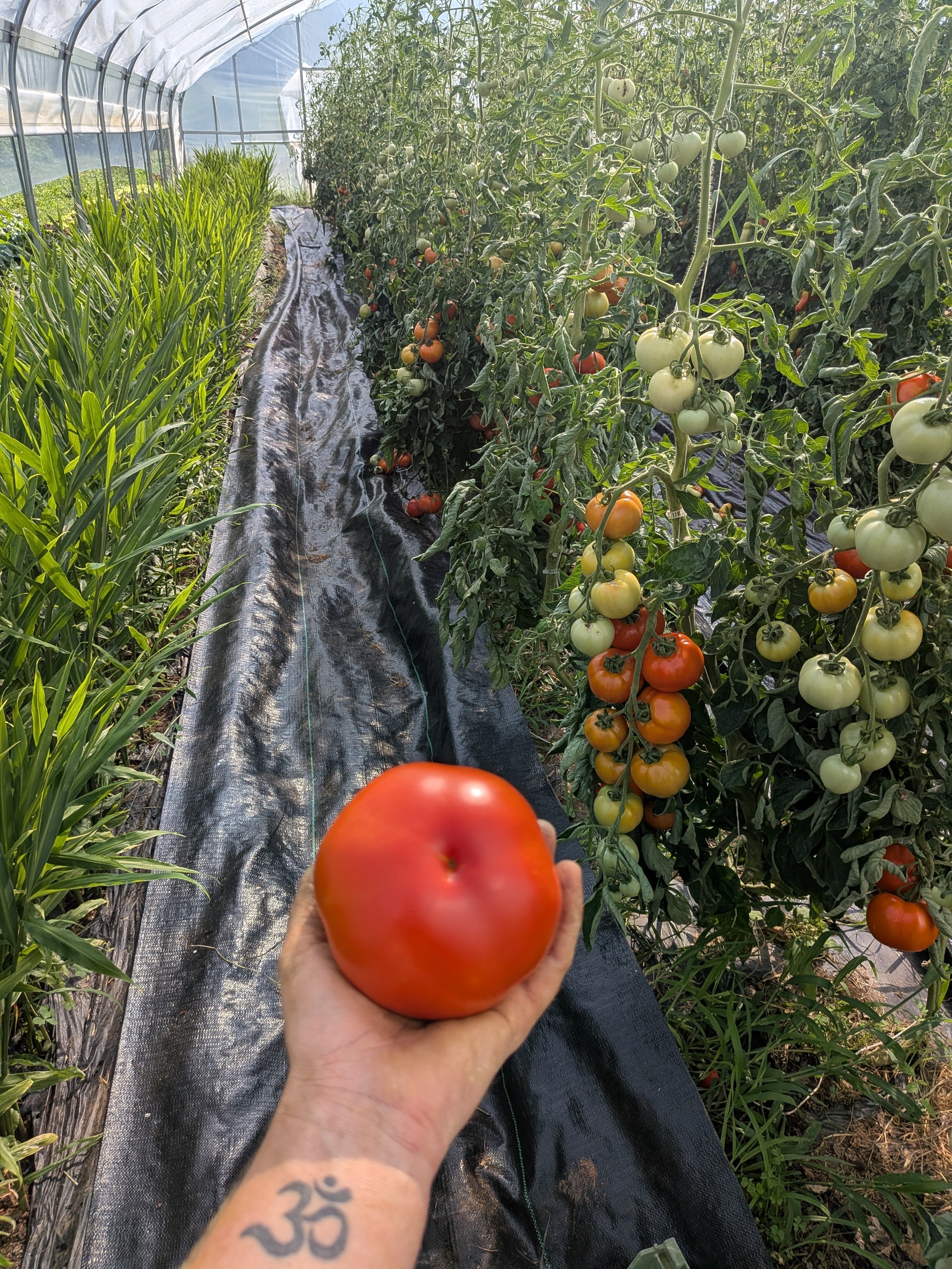 Person holding a ripe red tomato in a greenhouse with rows of tomato plants and green crops.