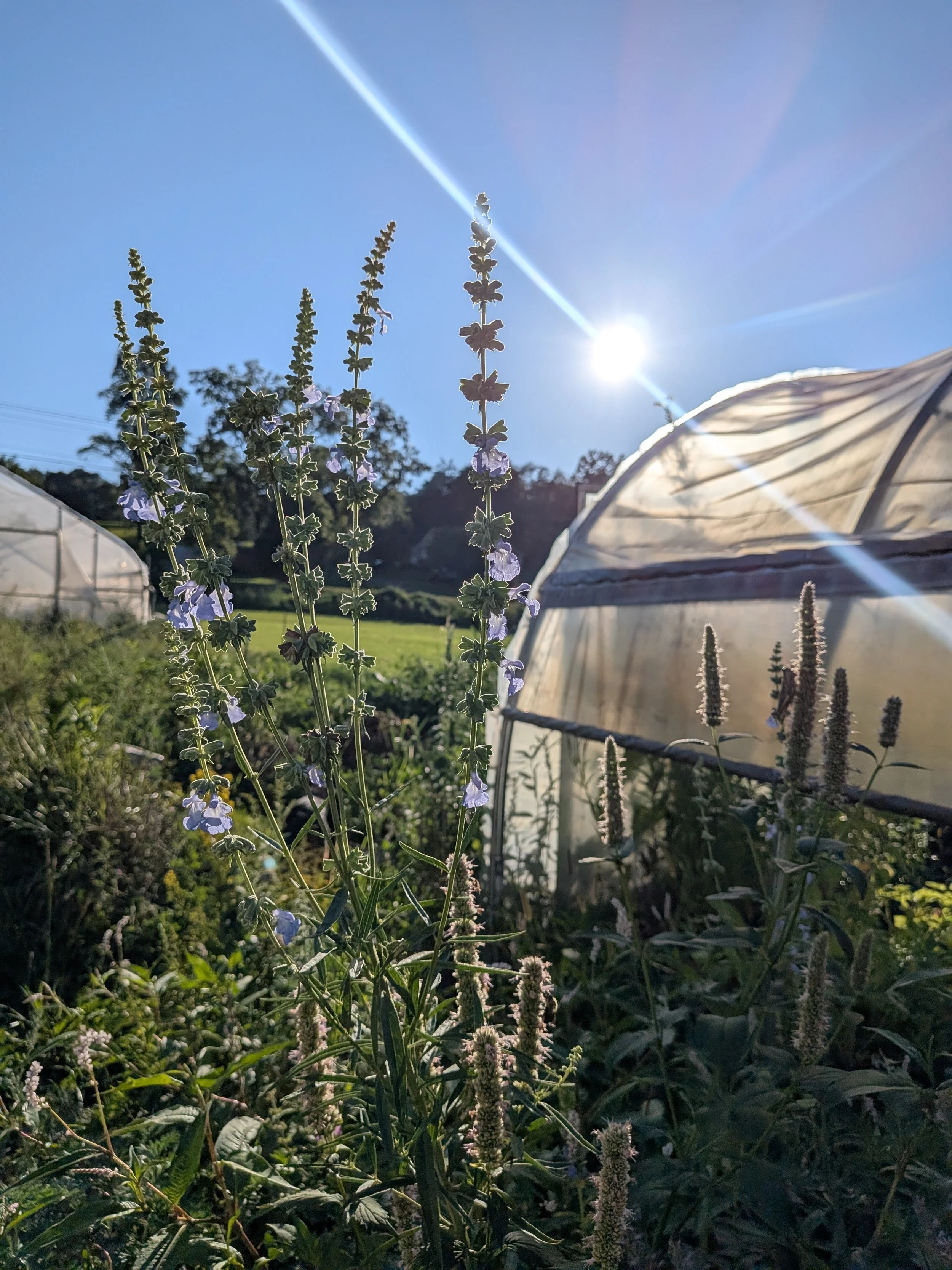 Sunshine over a garden with flowering herbs and two greenhouses.