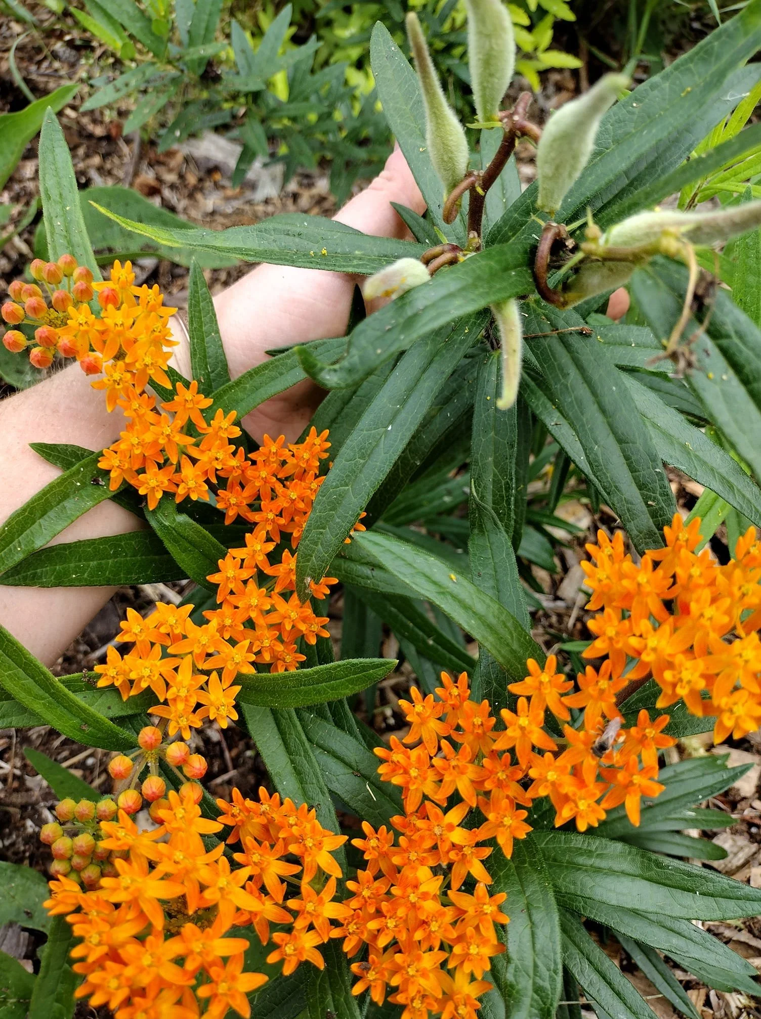 butterflyweed.jpg