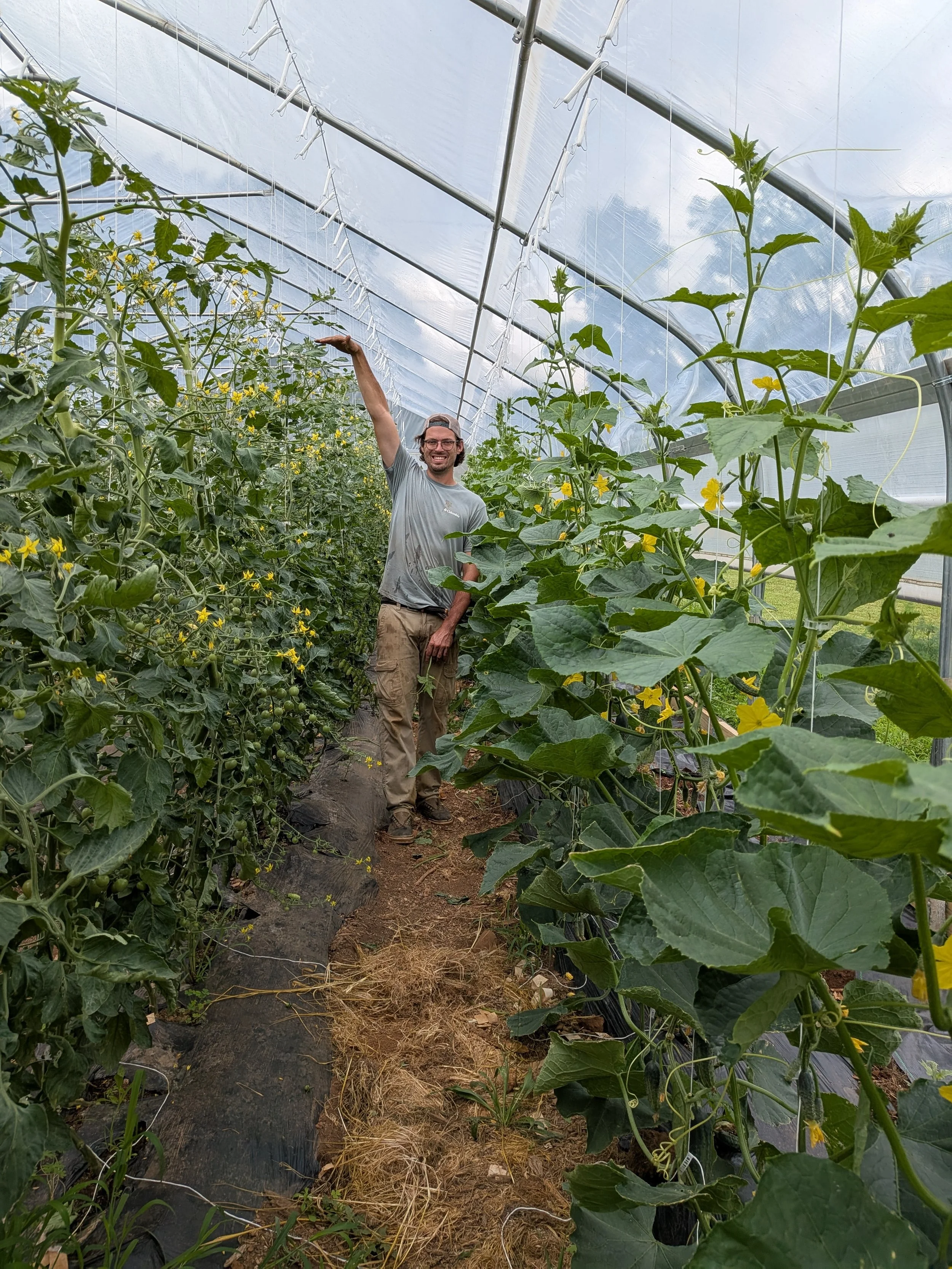 A man smiling inside a greenhouse with rows of cucumber plants on either side, some with yellow flowers and small cucumbers.