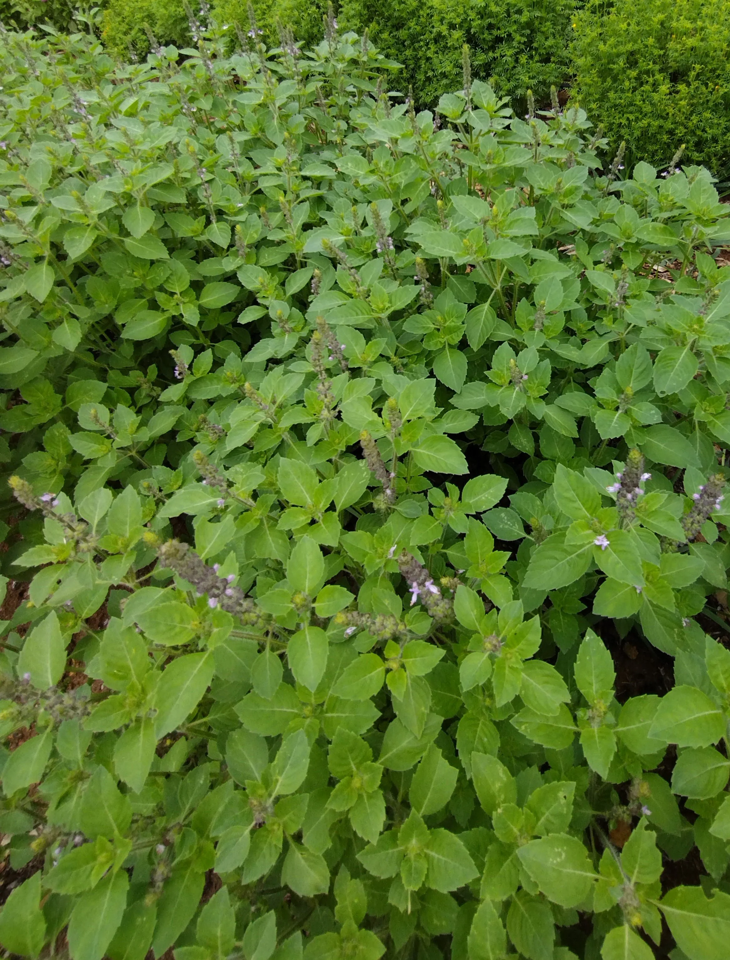 Tulsi, Kapoor- Eco Potted Plant