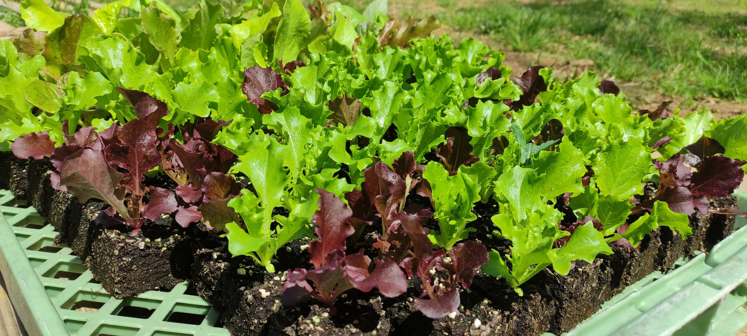 Green and purple lettuce growing in soil tray outdoors