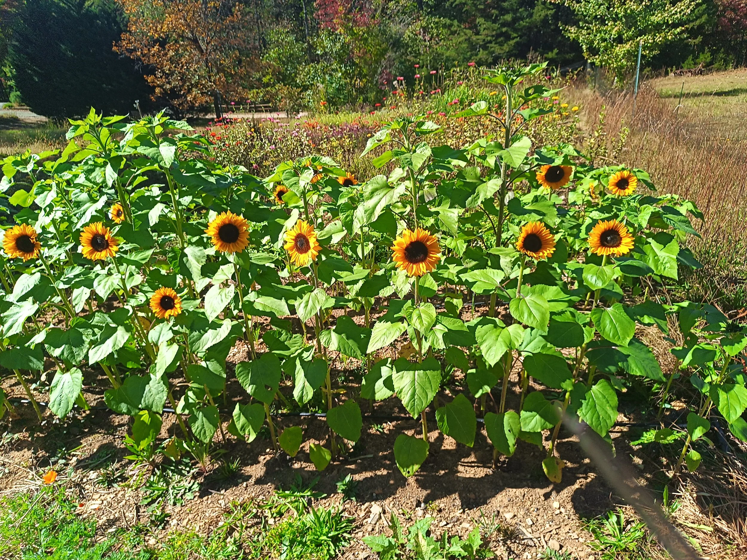Sunflower plants in a garden with yellow flowers and green leaves, bright sunlight, and trees in the background.