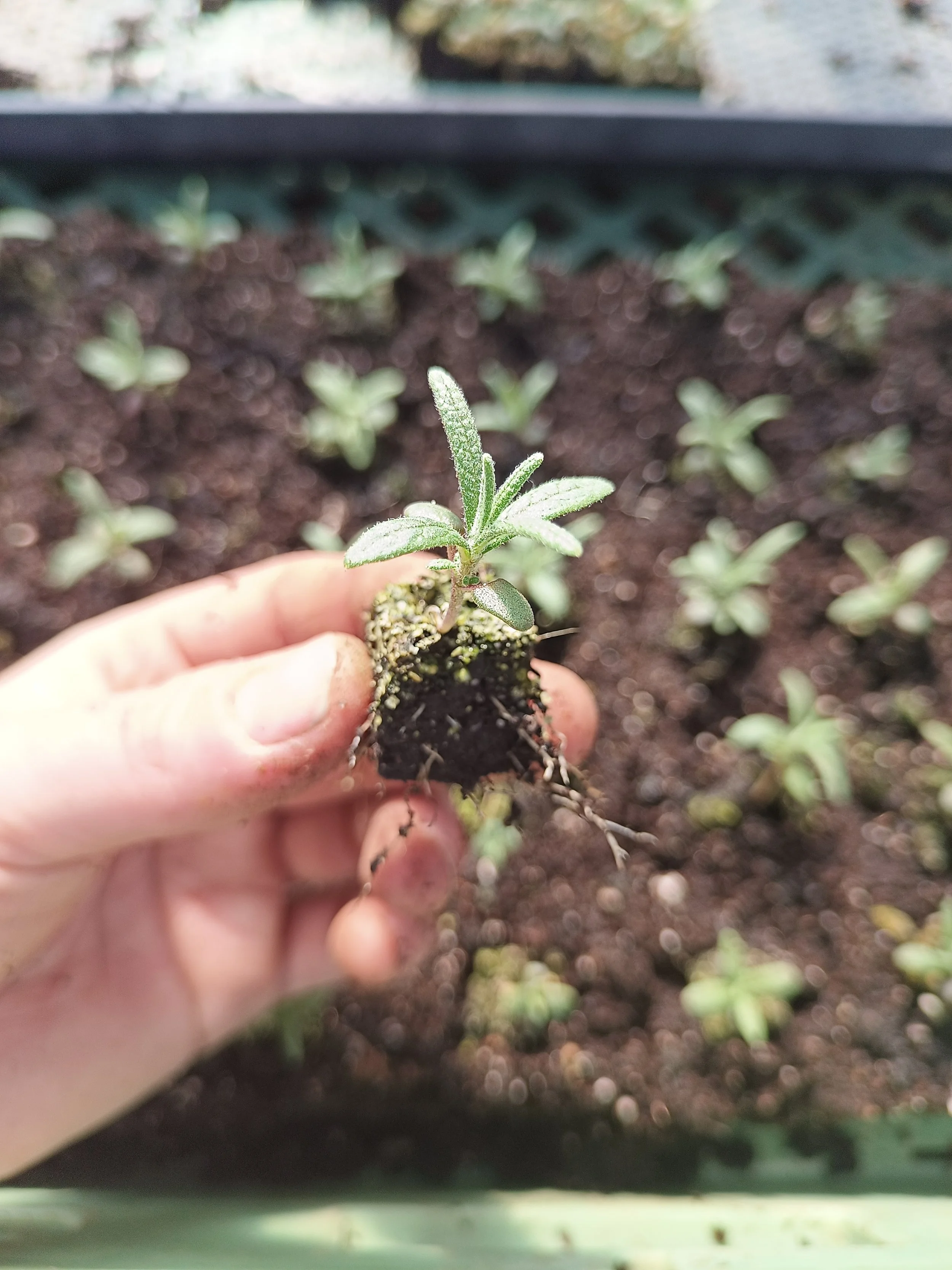 Close-up of a hand holding a small plant with fuzzy leaves in a garden bed with soil and other small plants in the background.