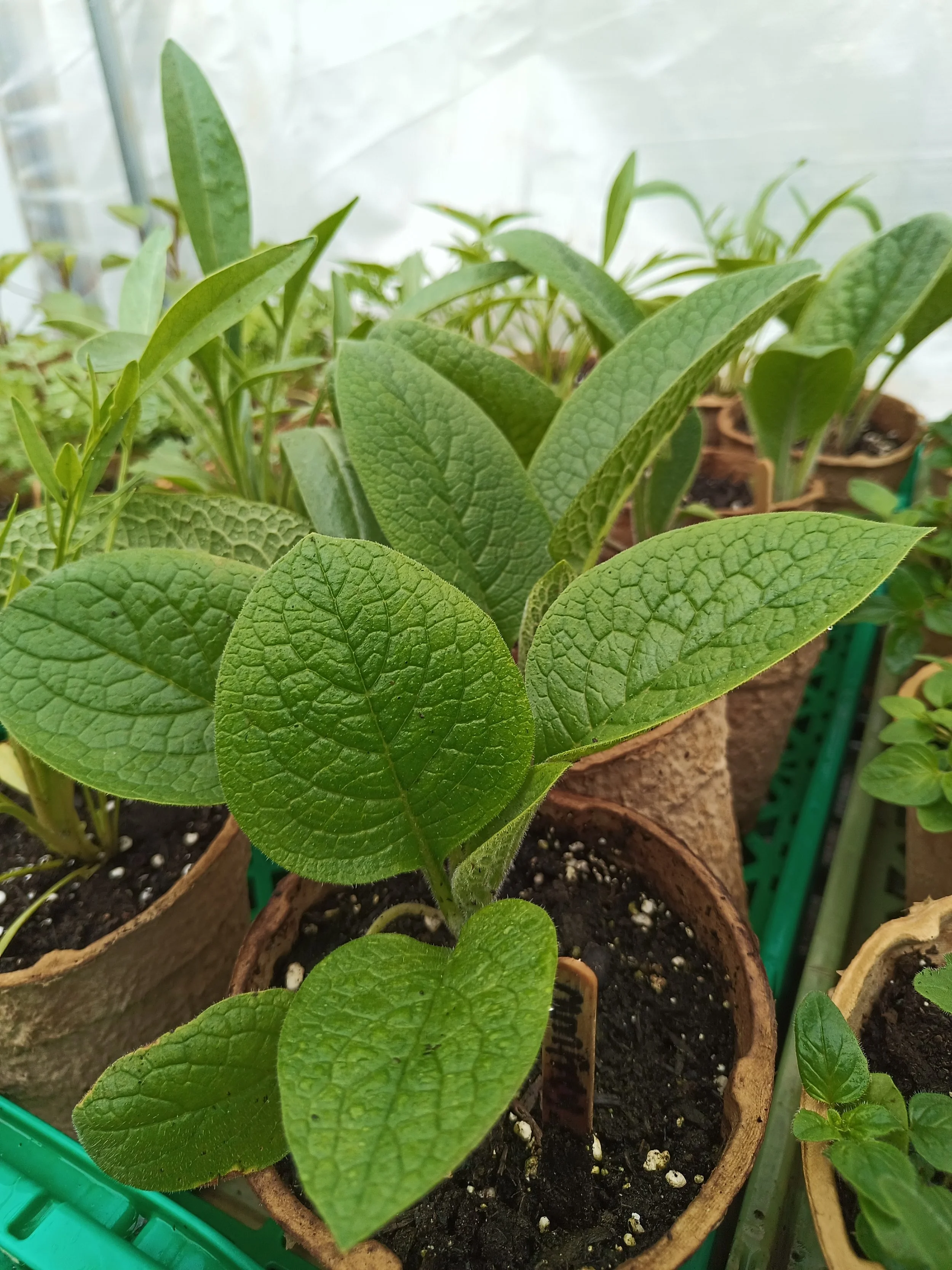 Green plant with textured oval leaves growing in a small brown paper pot, placed in a greenhouse or indoor garden setting.