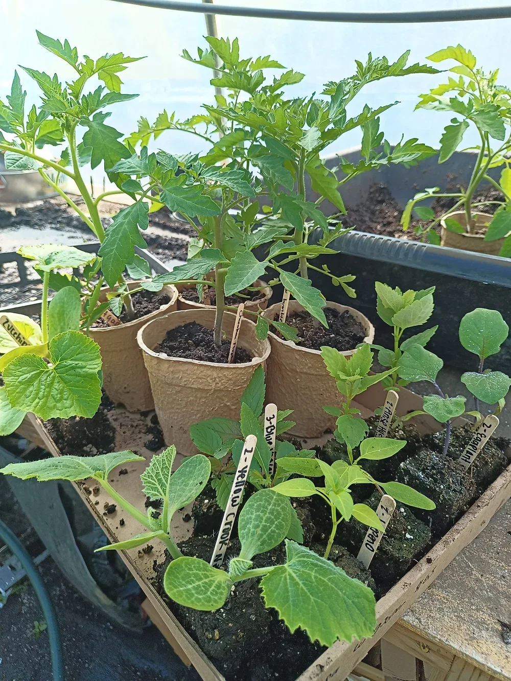 Pre-Order: Annual Vegetables