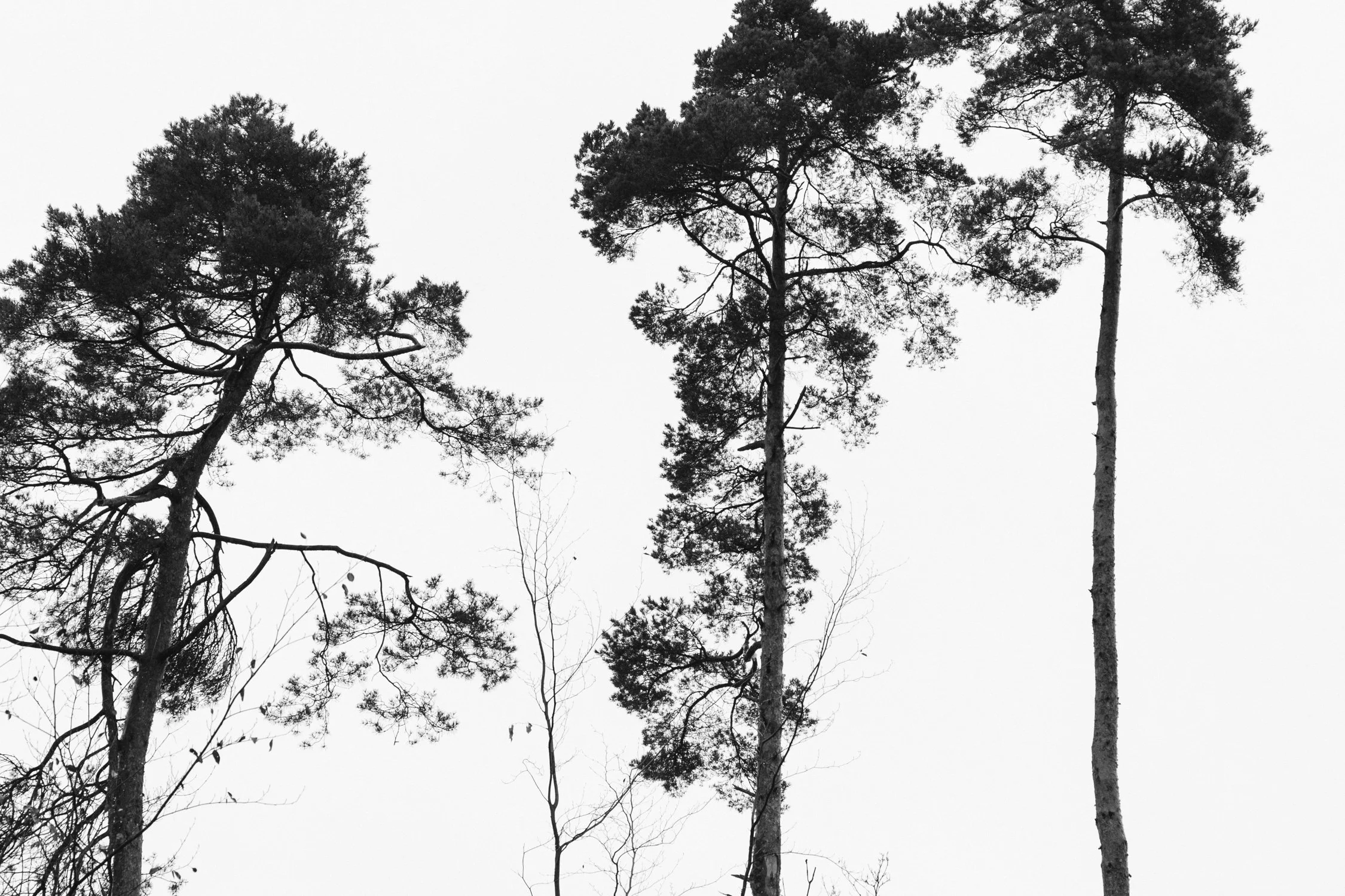 eisenbeiss_251205_4287.jpg