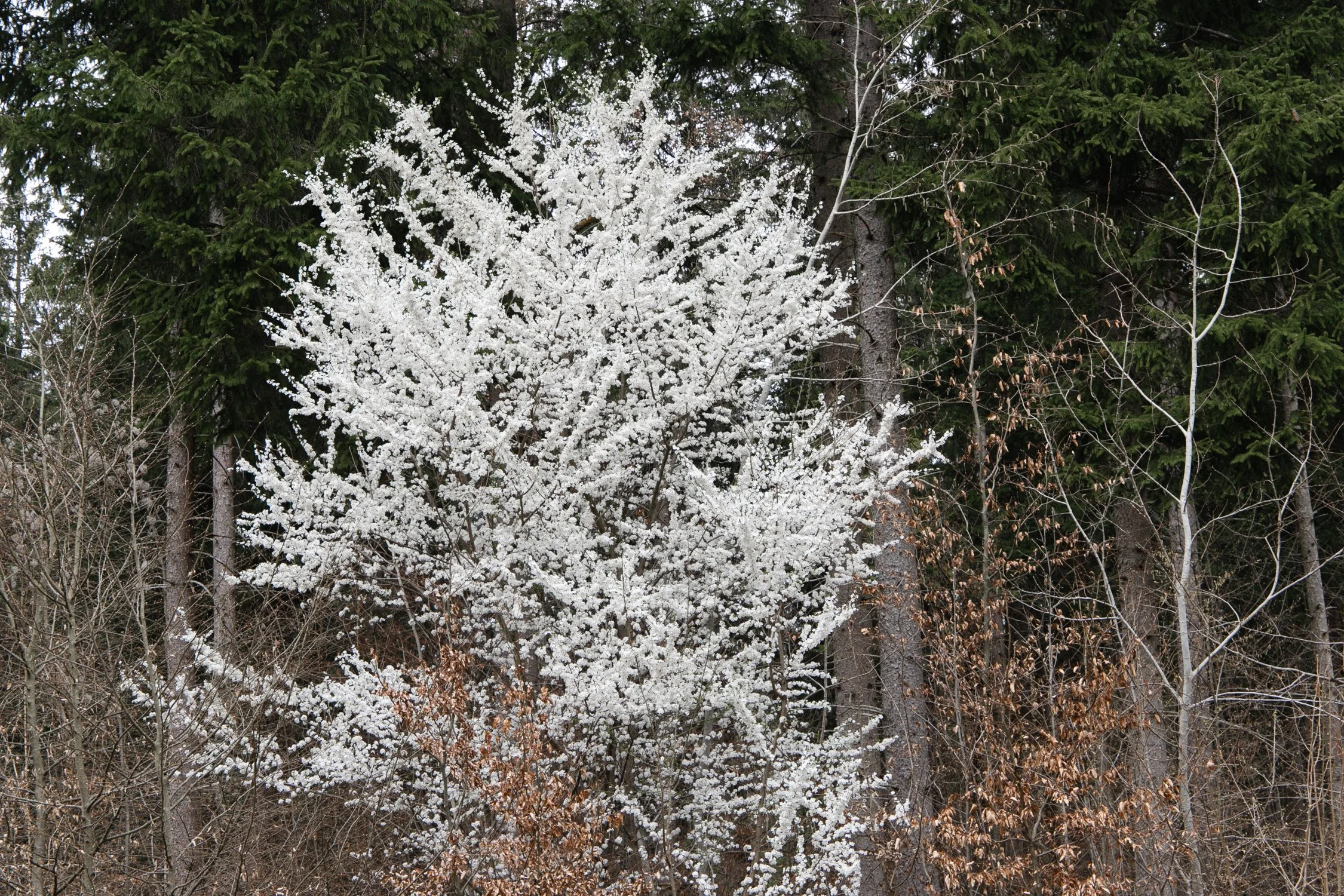 eisenbeiss_260409_1161.jpg