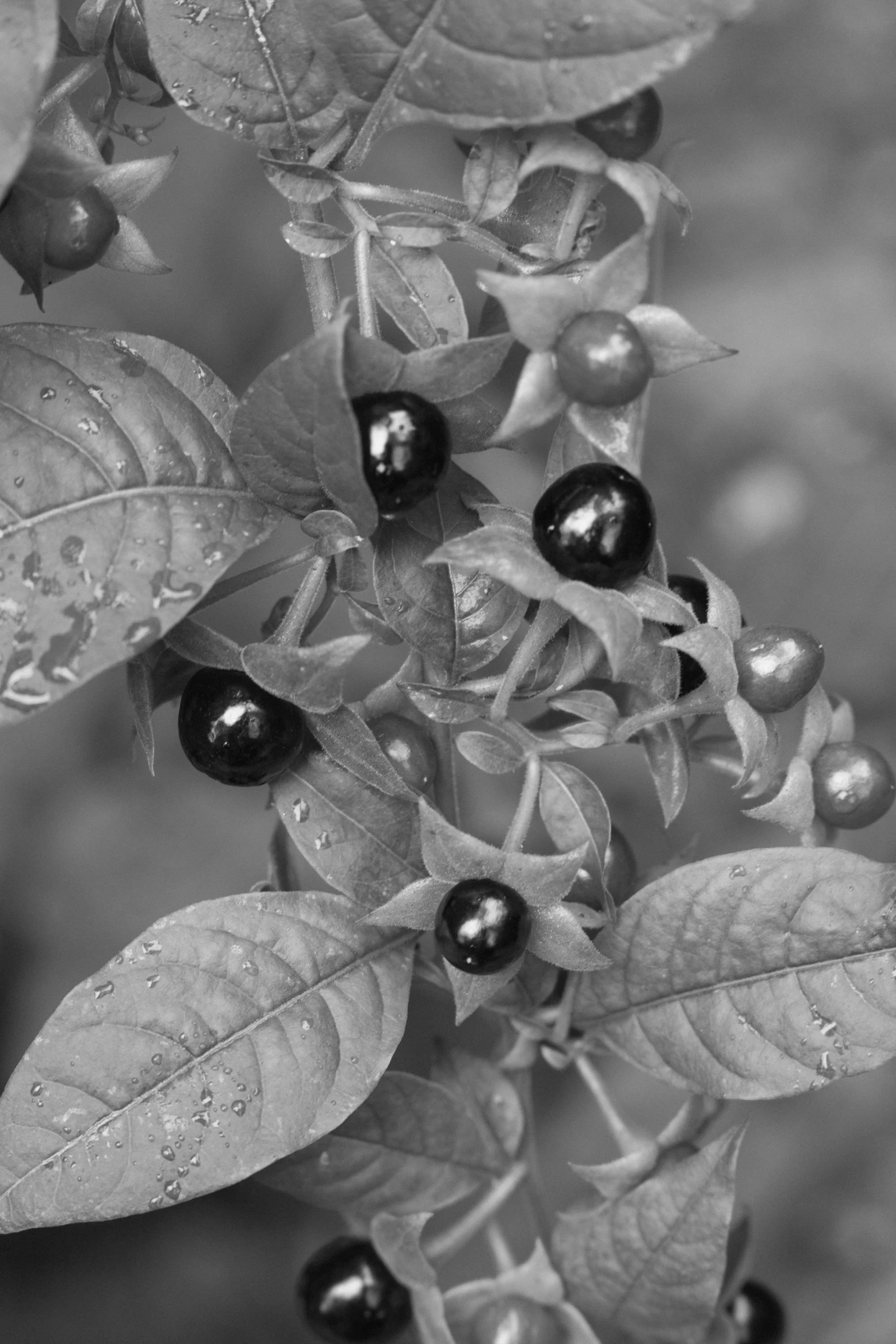 eisenbeiss_260818_1396.jpg