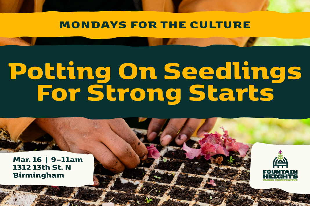 Mondays for the Culture: Potting On Seedlings for Strong Starts