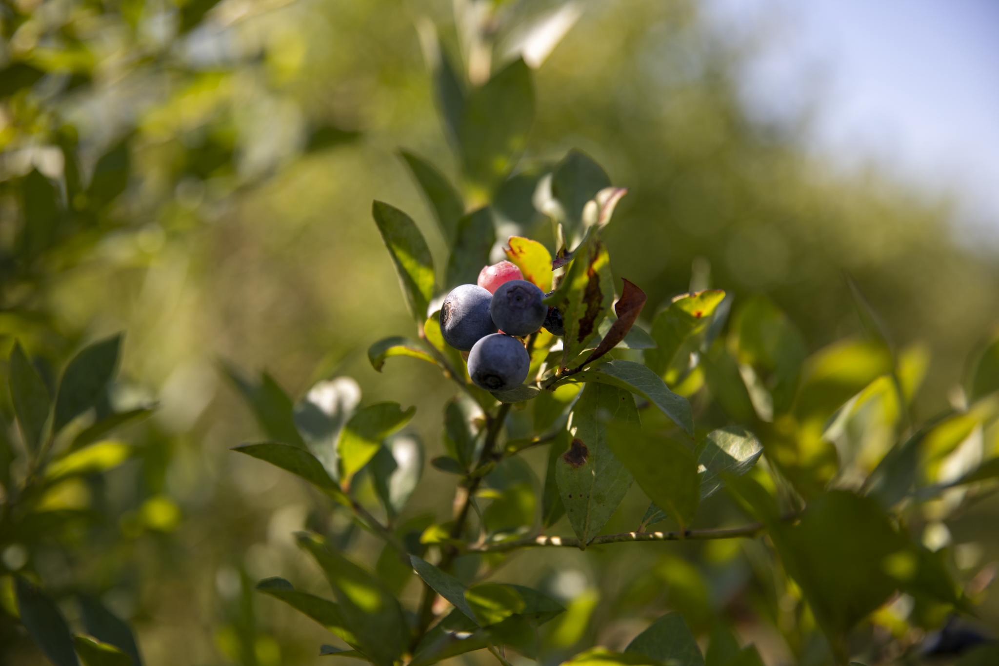 blueberryfarm-05.png