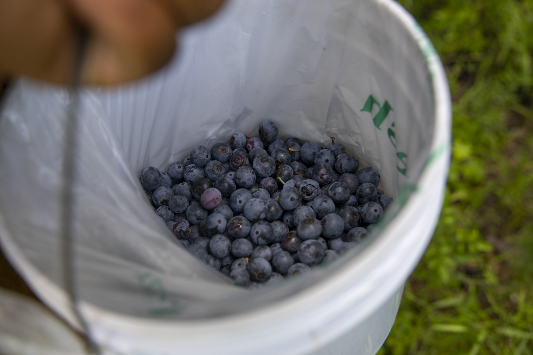 blueberryfarm-03.png