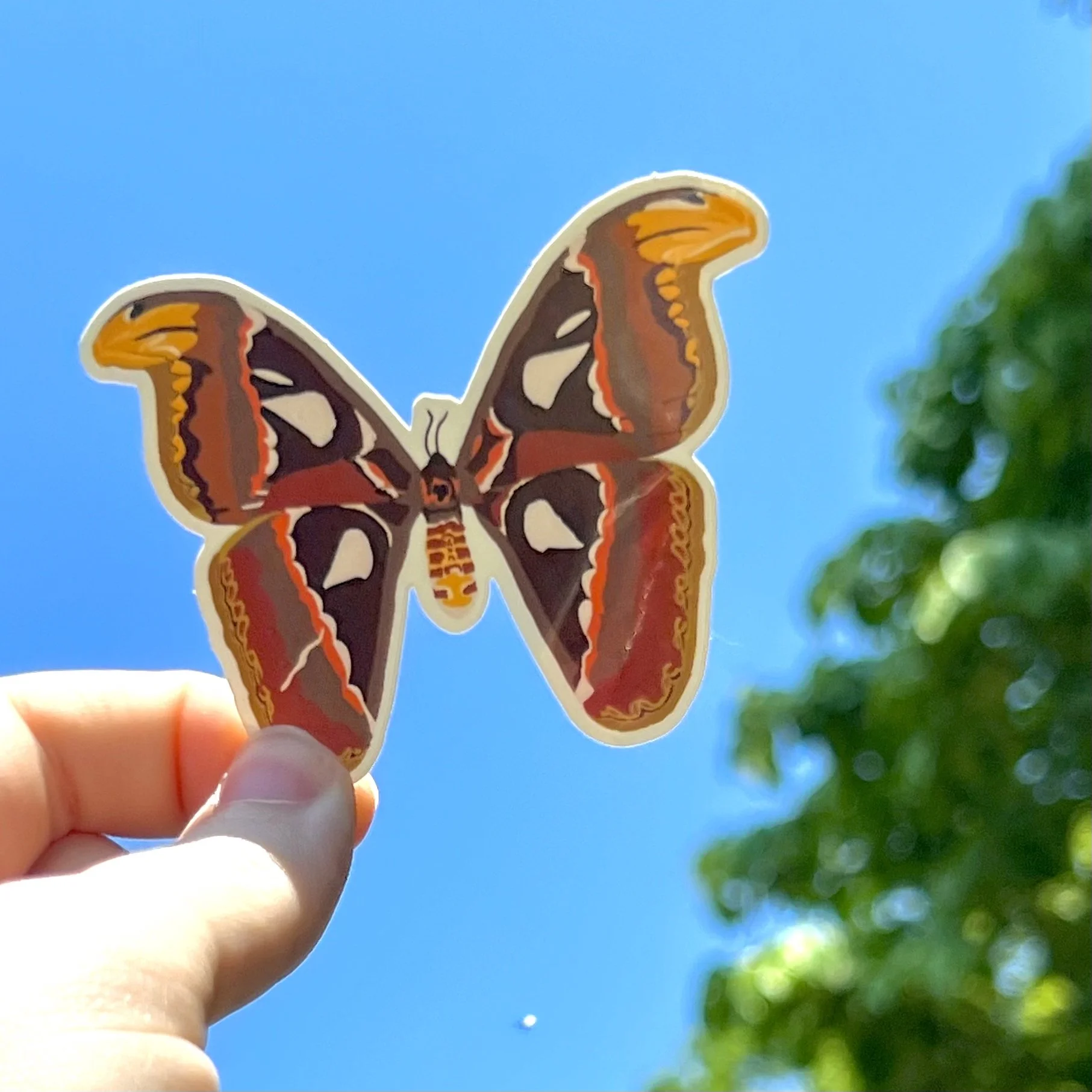 Atlas Moth Sticker