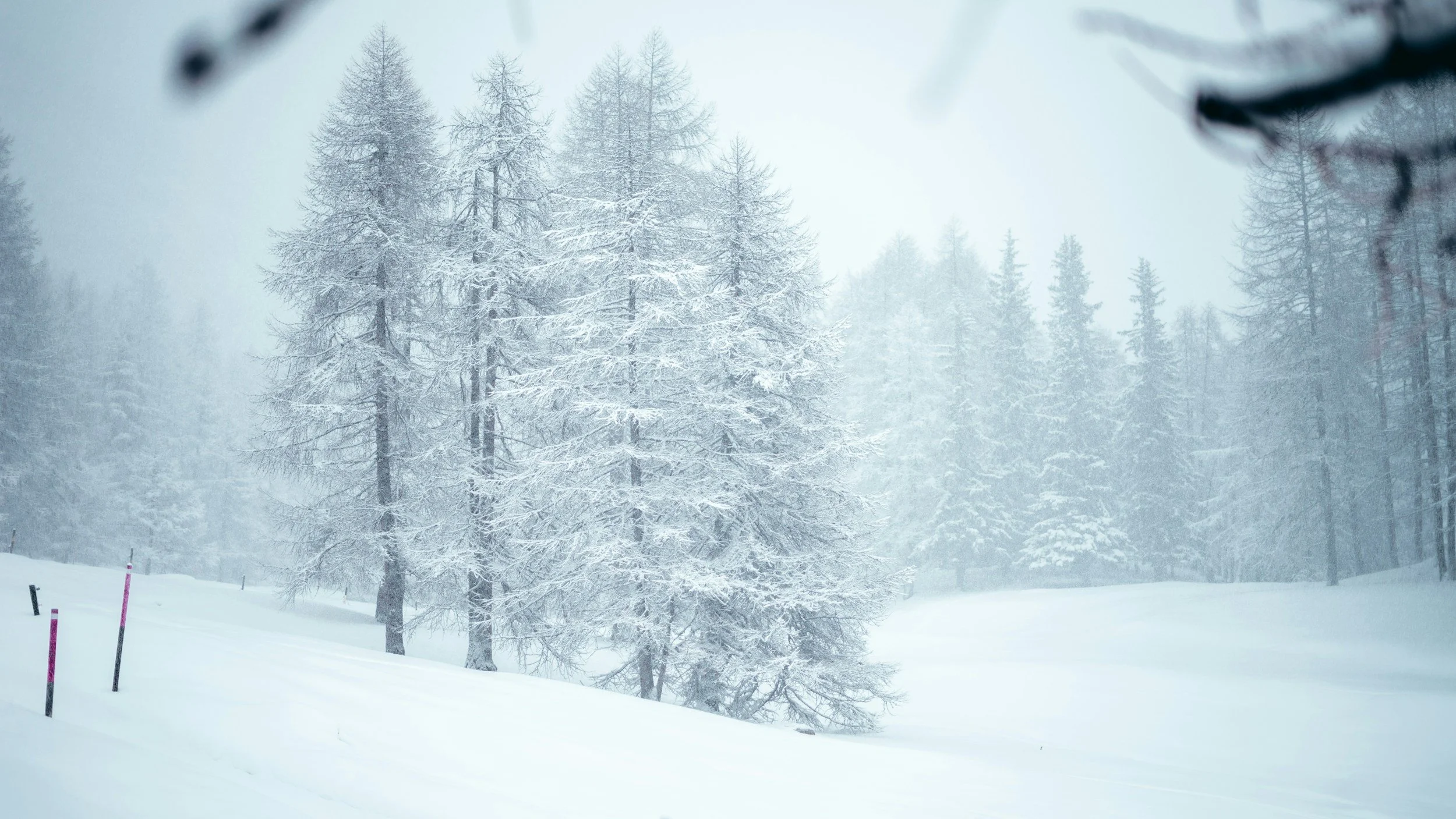 Snow-covered trees in a foggy winter landscape with snow on the ground and some ski or snow pole markers.