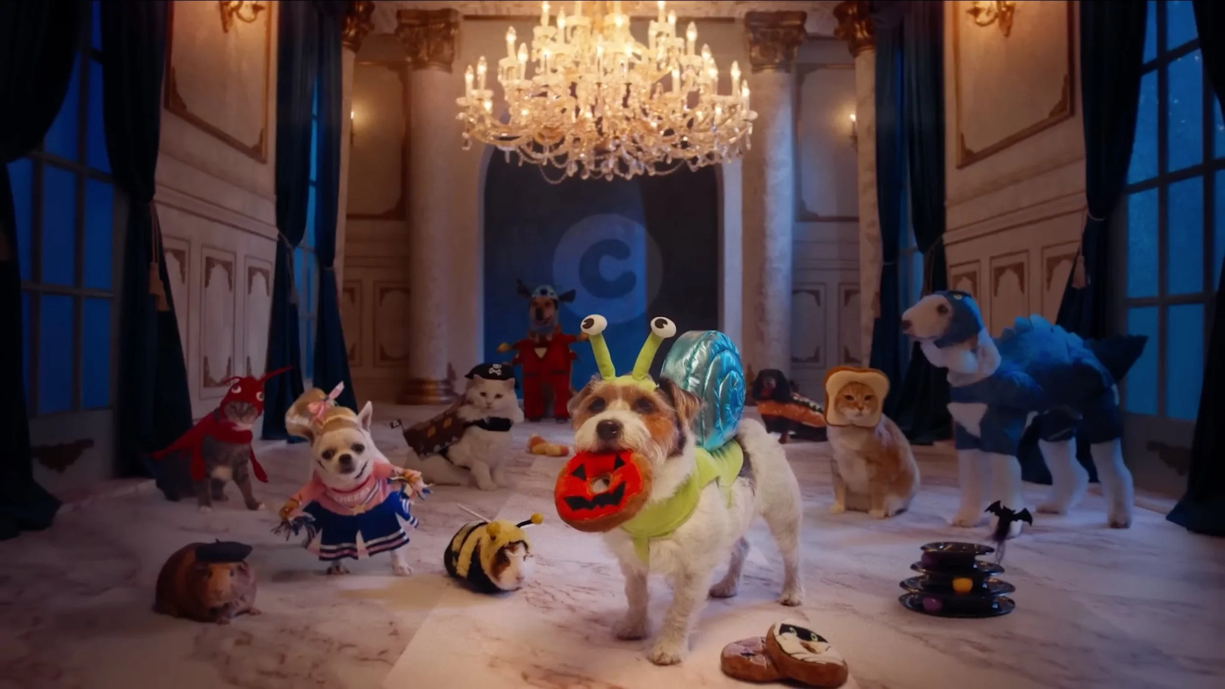 Multiple dogs dressed in Halloween costumes in an elegant, chandelier-lit room with blue curtains and ornate walls.