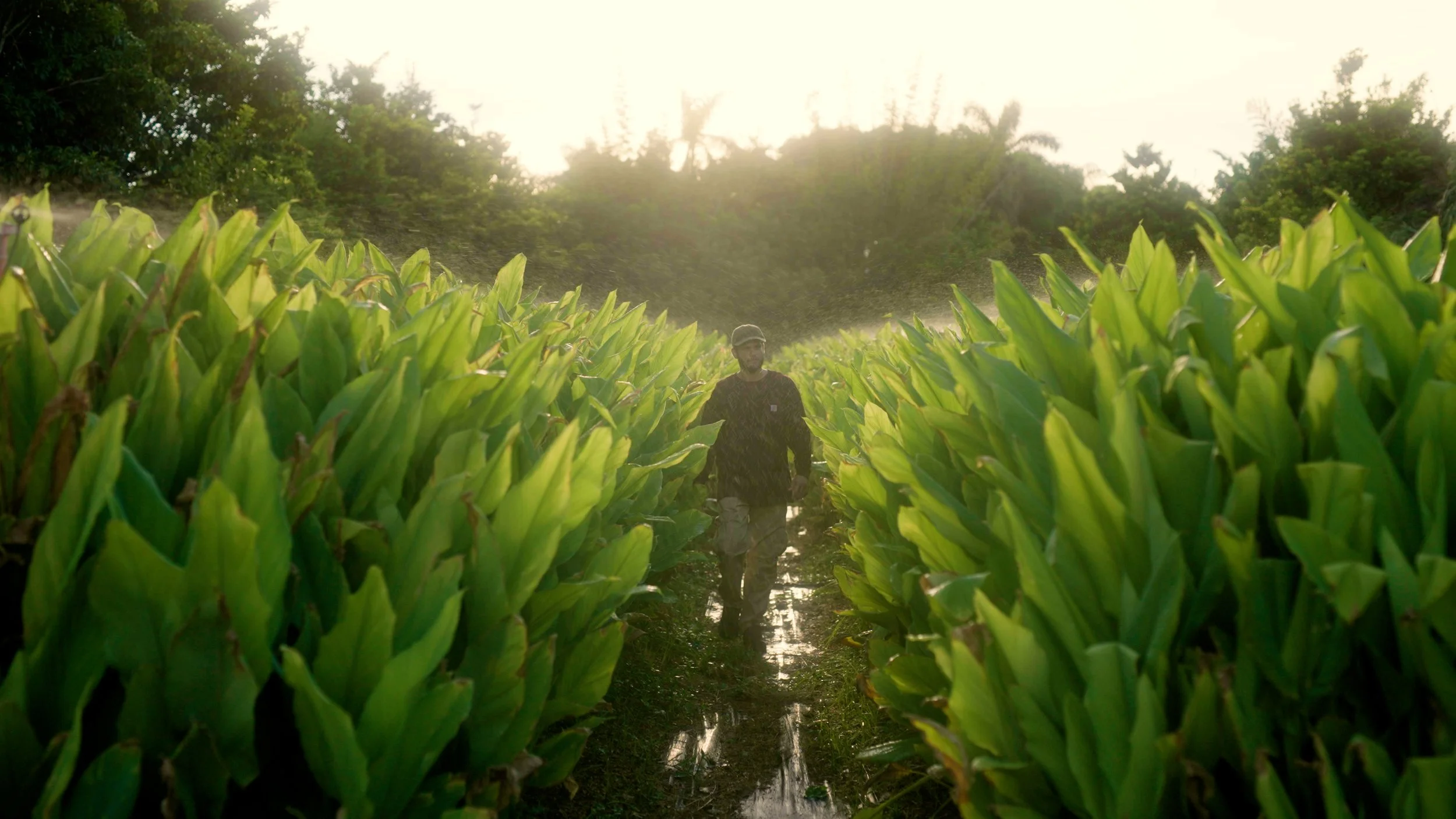 Person walking through a lush green turmeric field with irrigation system and sunlight in the background.