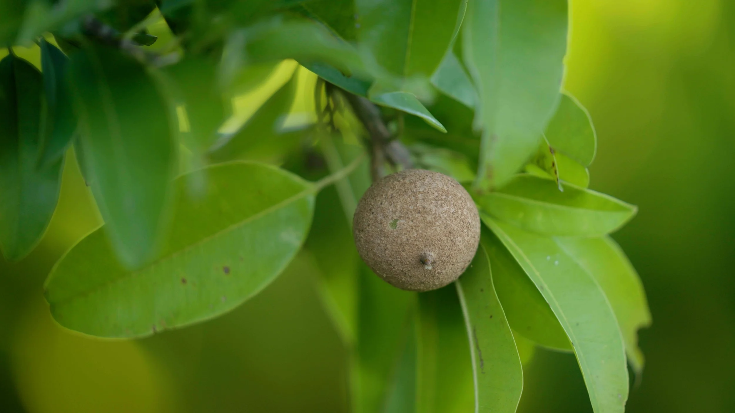 Fresh sapodilla fruit hanging on a green leafy branch
