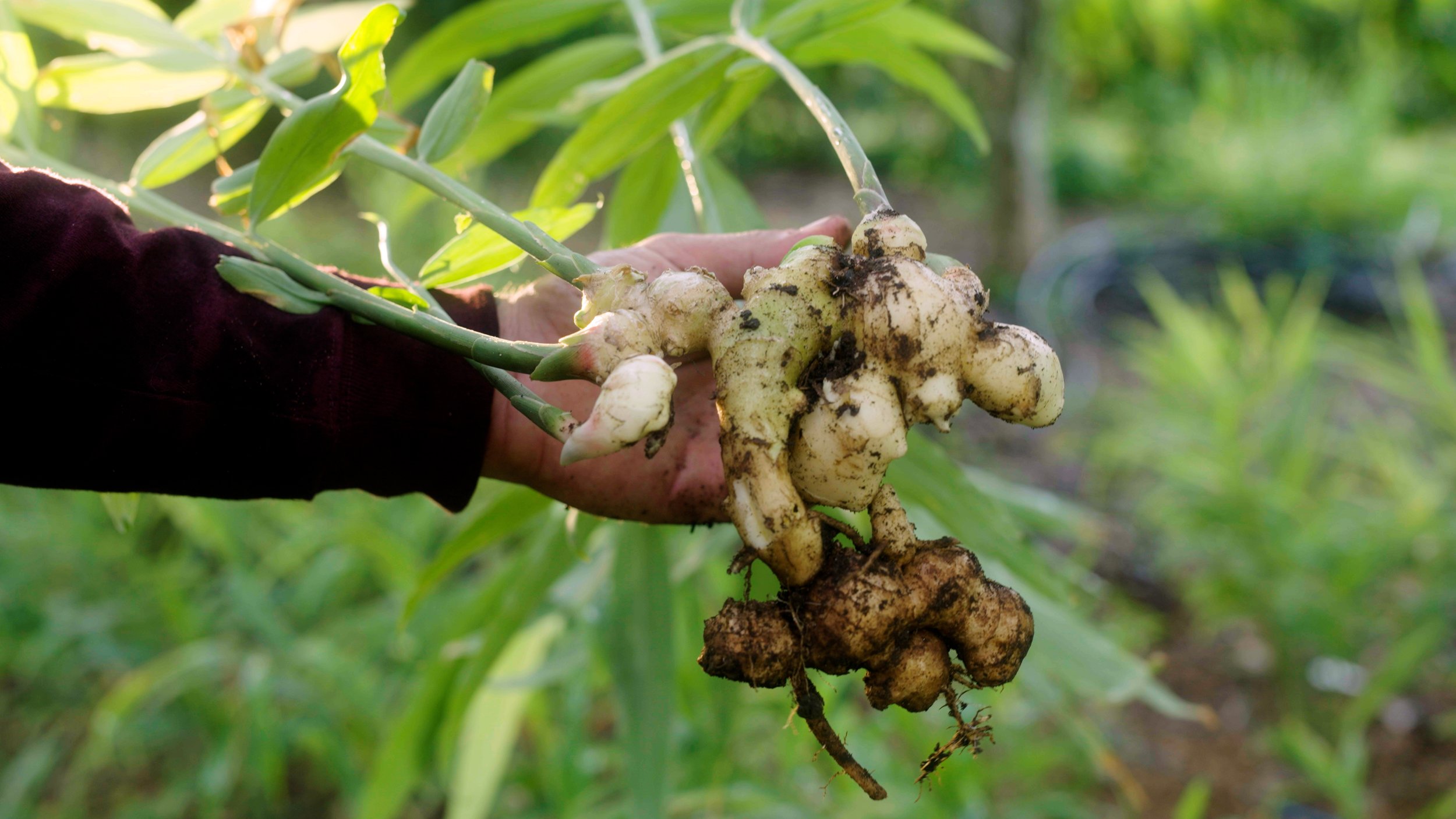 Person holding freshly harvested ginger root with attached green stems and leaves, soil visible on roots, outdoor garden background.