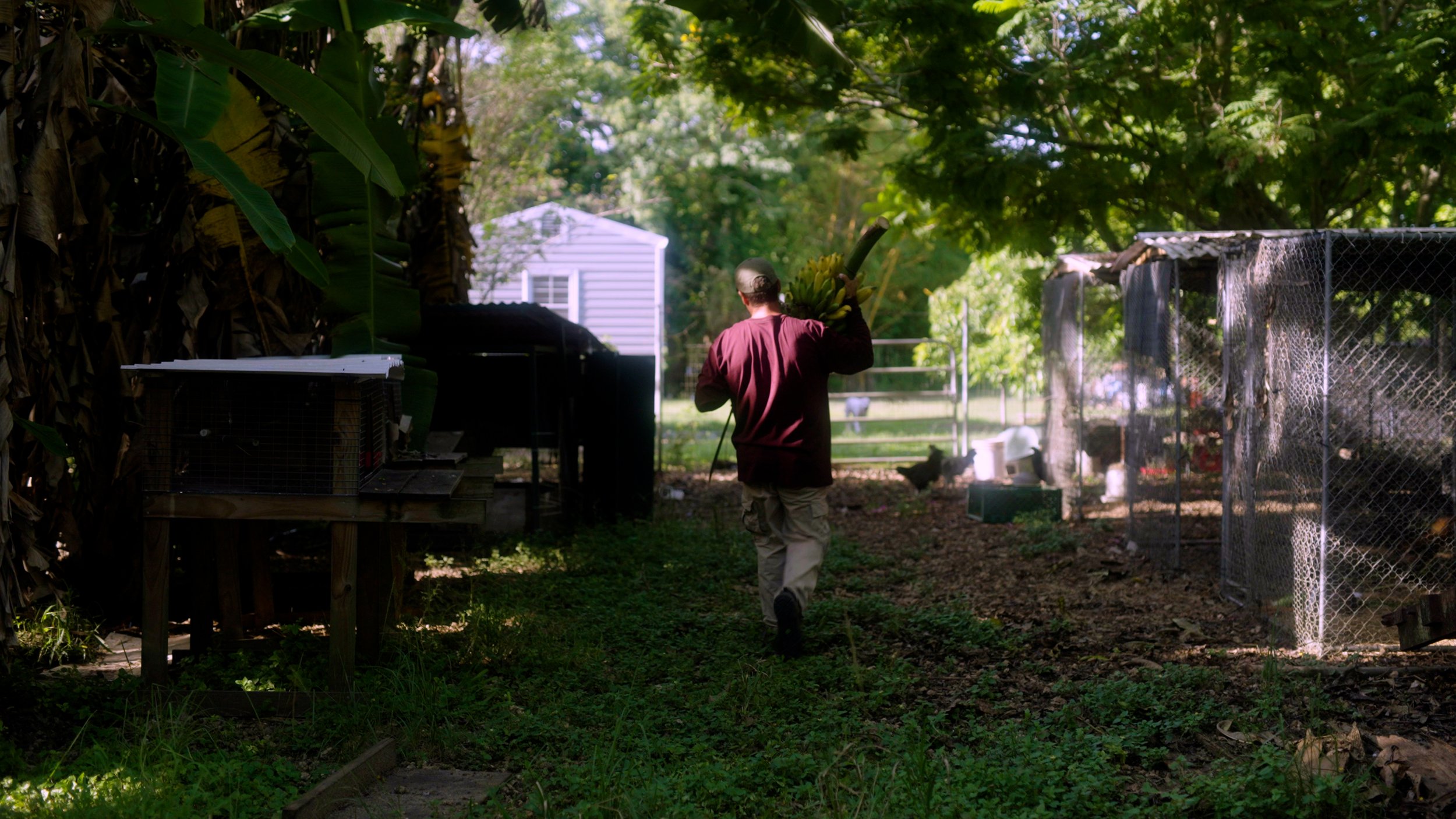 Person walking on a farm with banana plants, a mesh pen, and a small building.