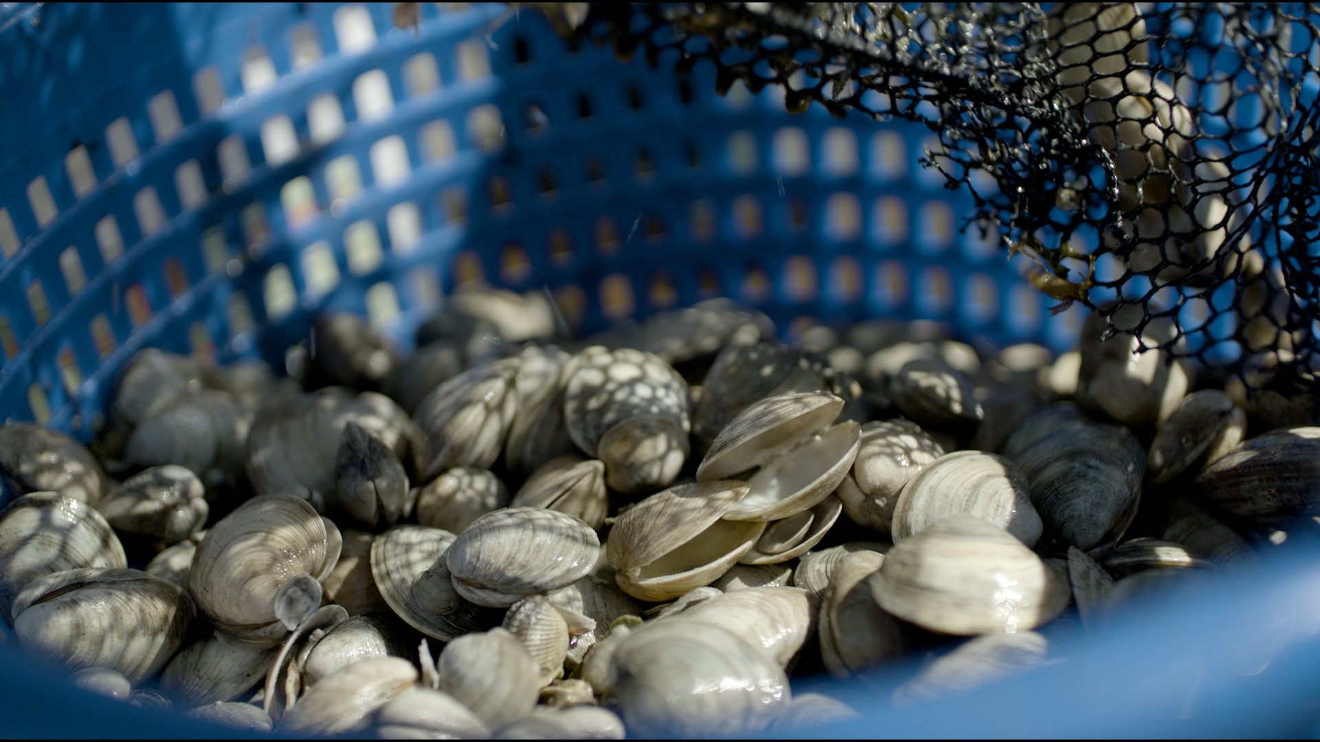Clams in a blue plastic basket with a mesh bag.