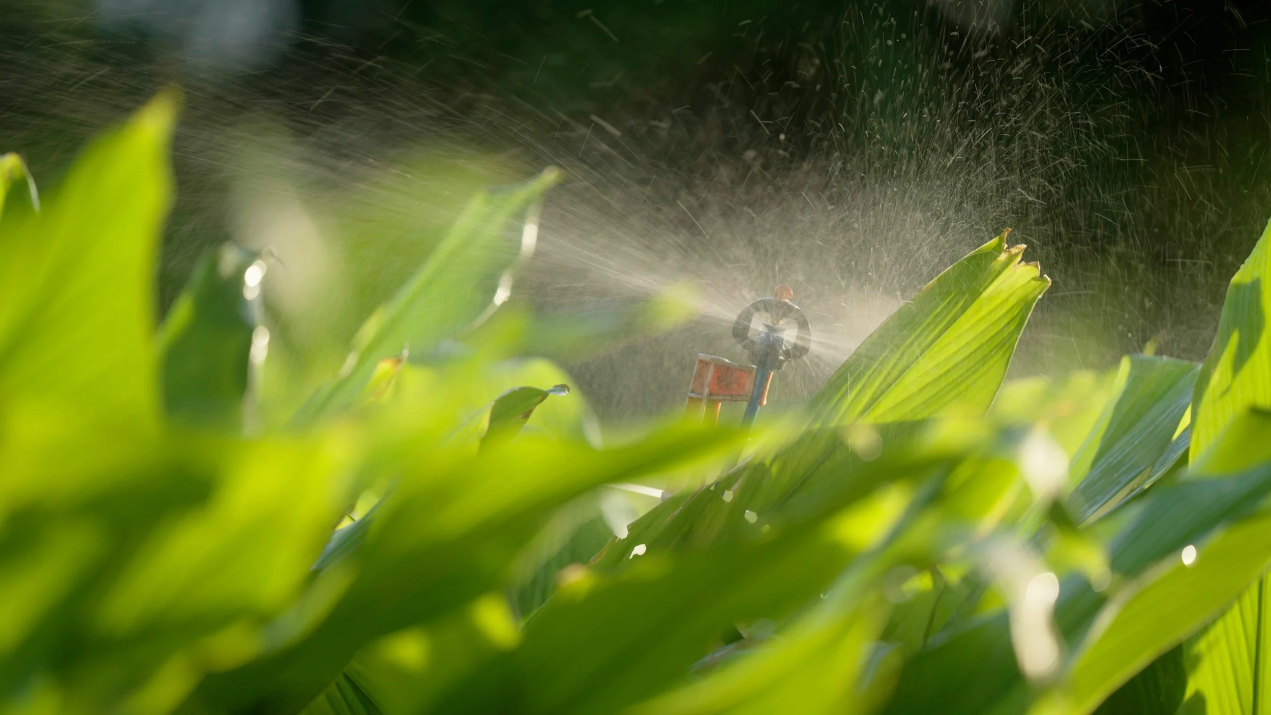 Close-up of a garden sprinkler spraying water on green leaves.