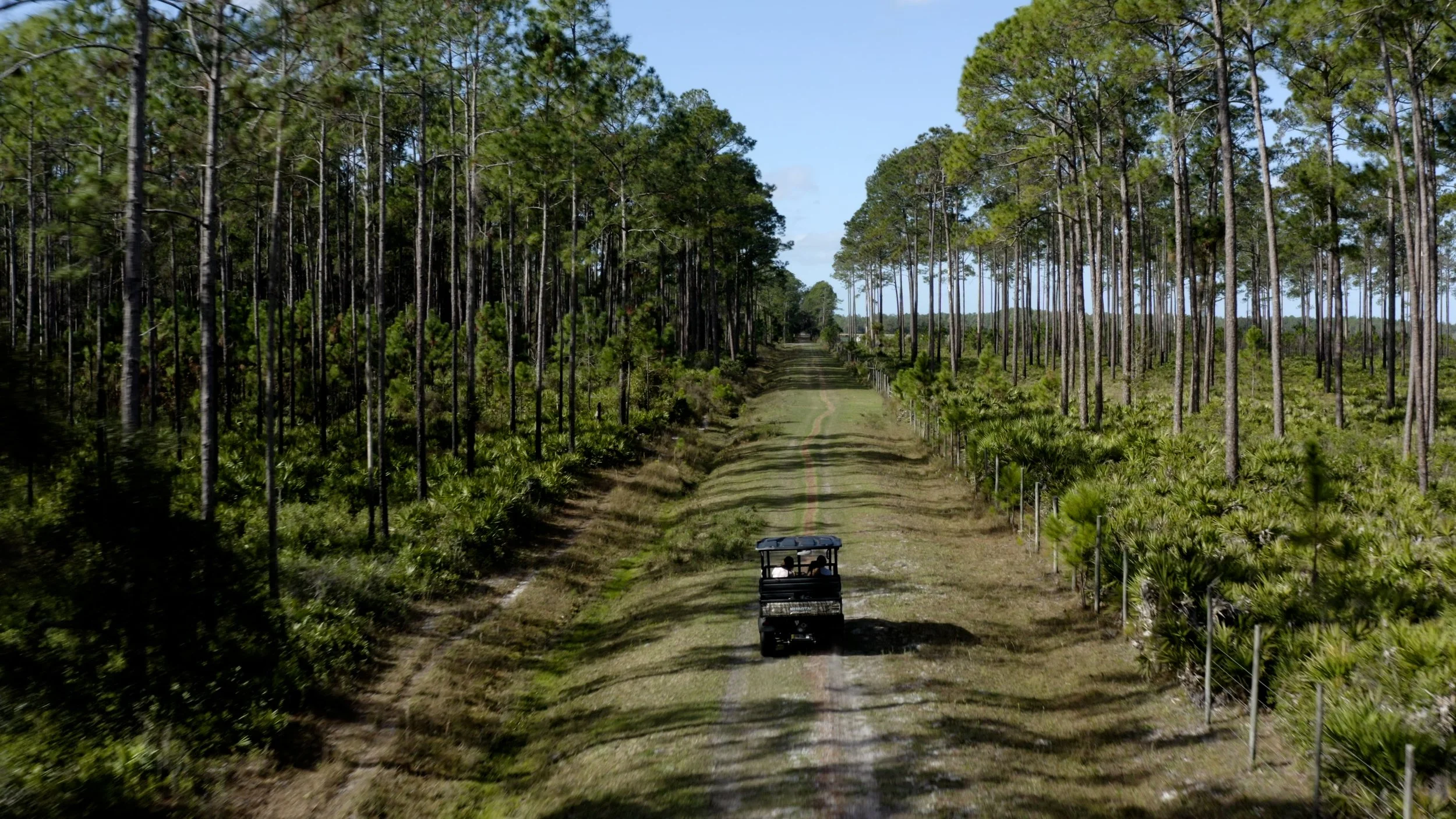 A dirt path runs through a dense forest with tall trees, and a small vehicle with passengers is driving along it.