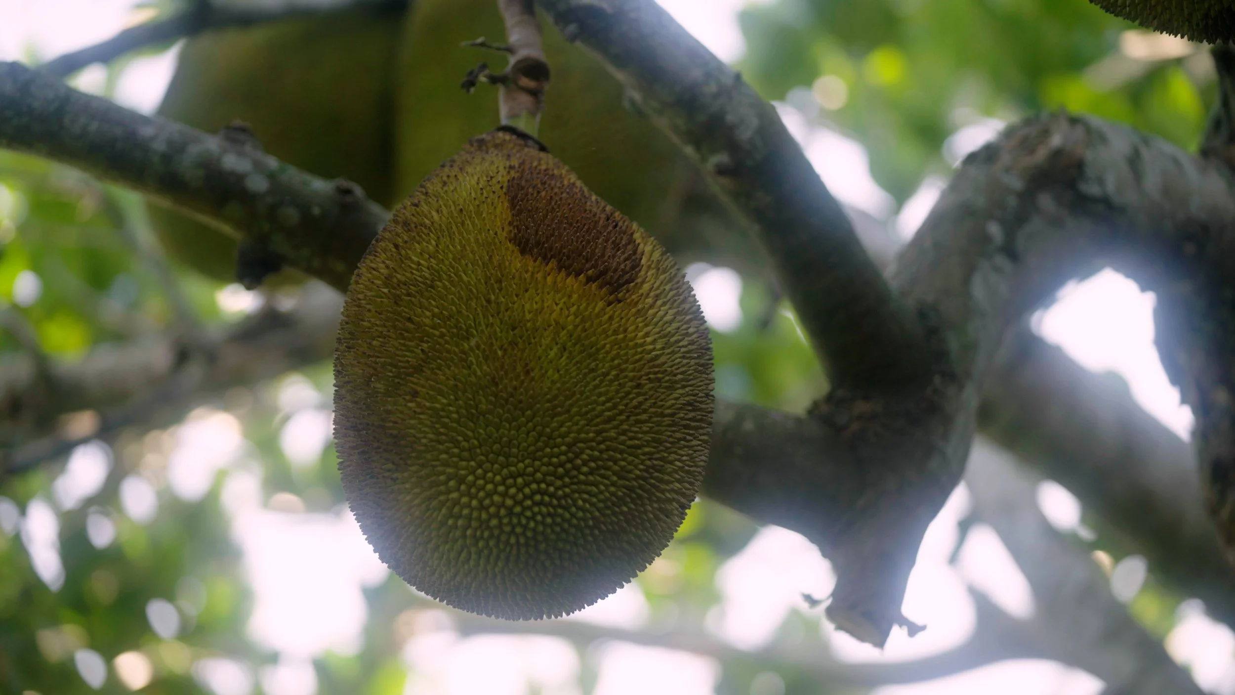 Jackfruit hanging from a tree branch with green and brown skin, surrounded by leaves.