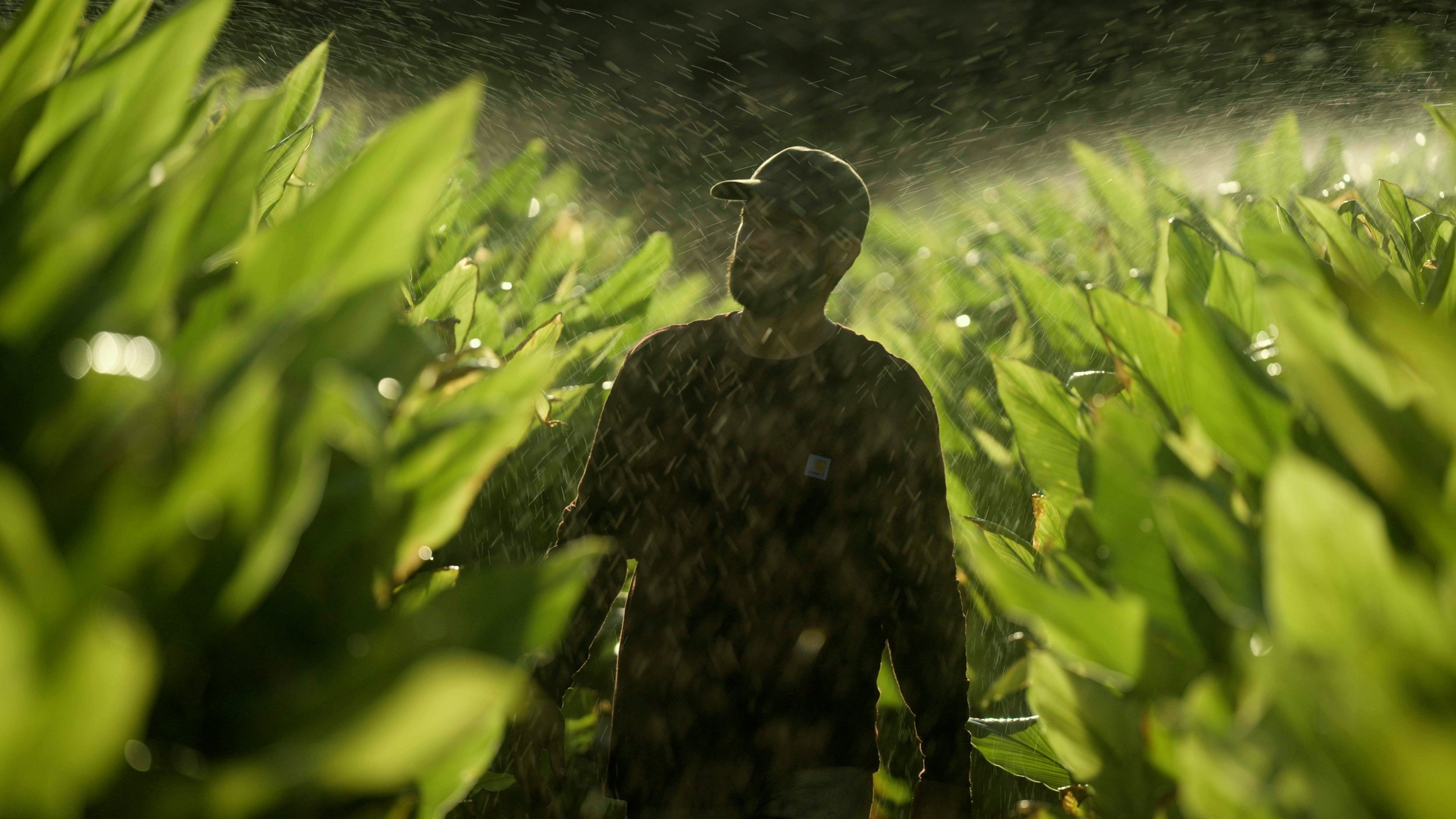 Silhouette of a person wearing a cap standing amidst lush green plants under misty sunlight, possibly in a field or garden setting.